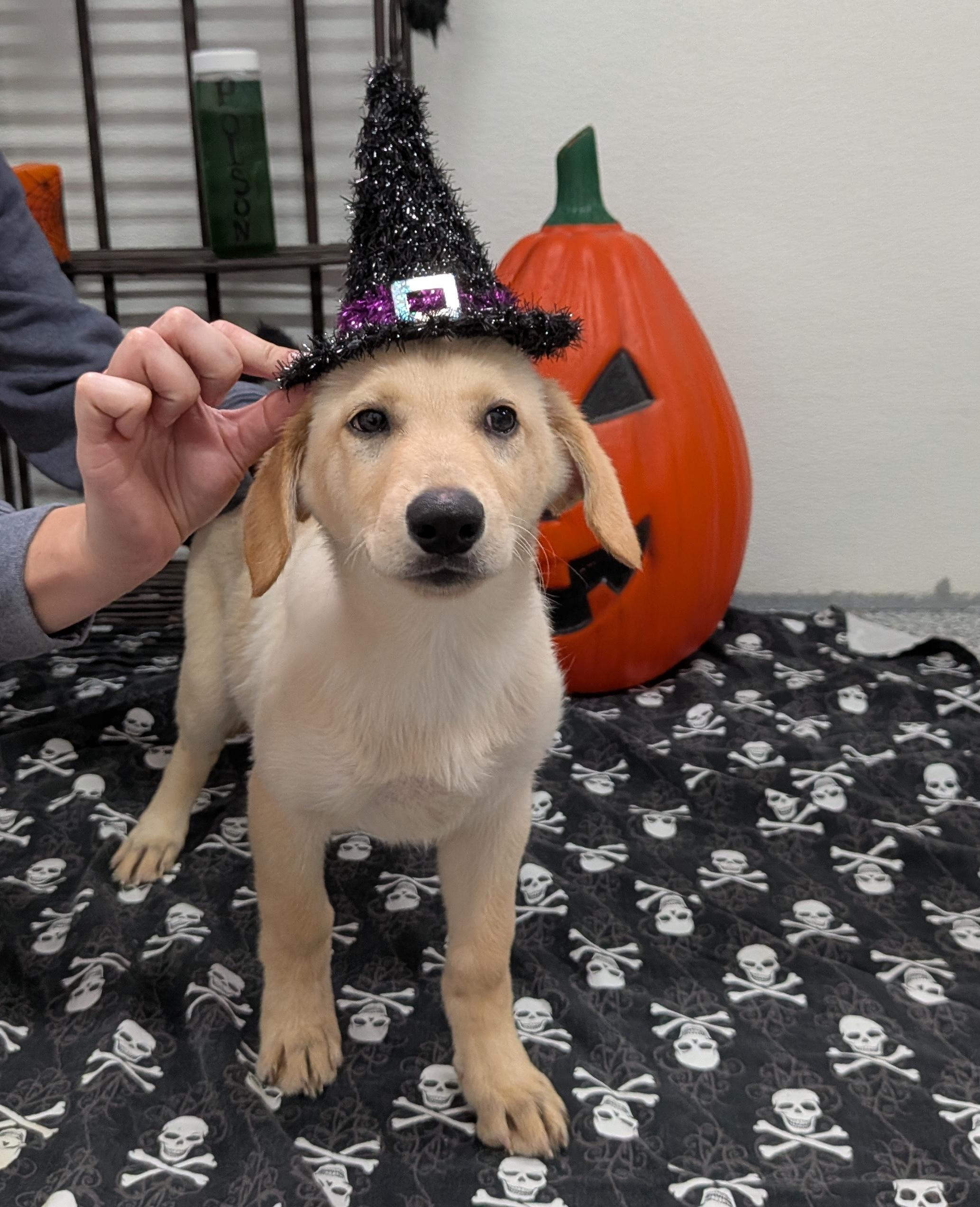 Taylor, Adoptable, Puppy Female Retriever.