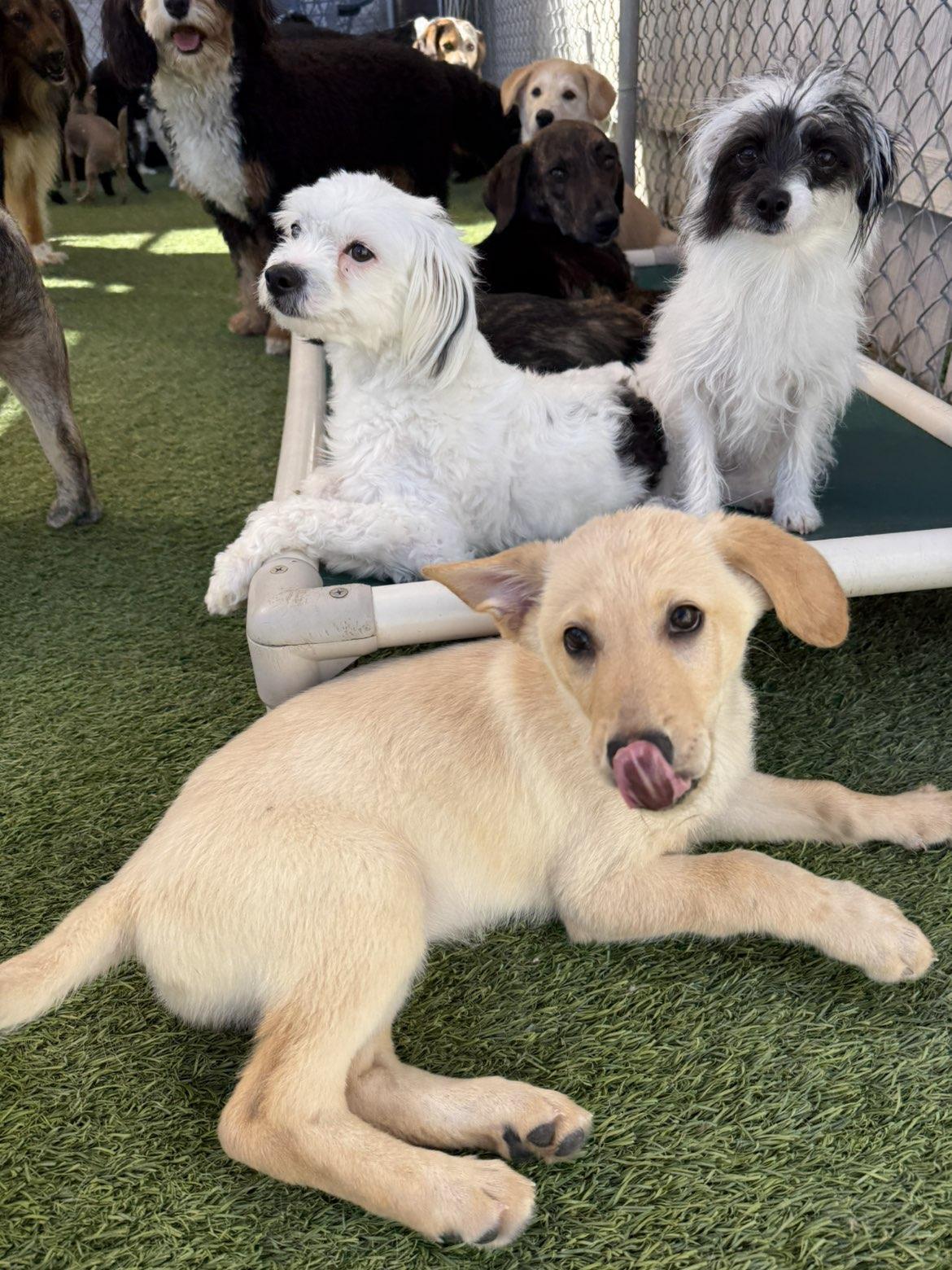 Enlarge Taylor, a Adoptable mixed breed in Aurora, IL image 2/5