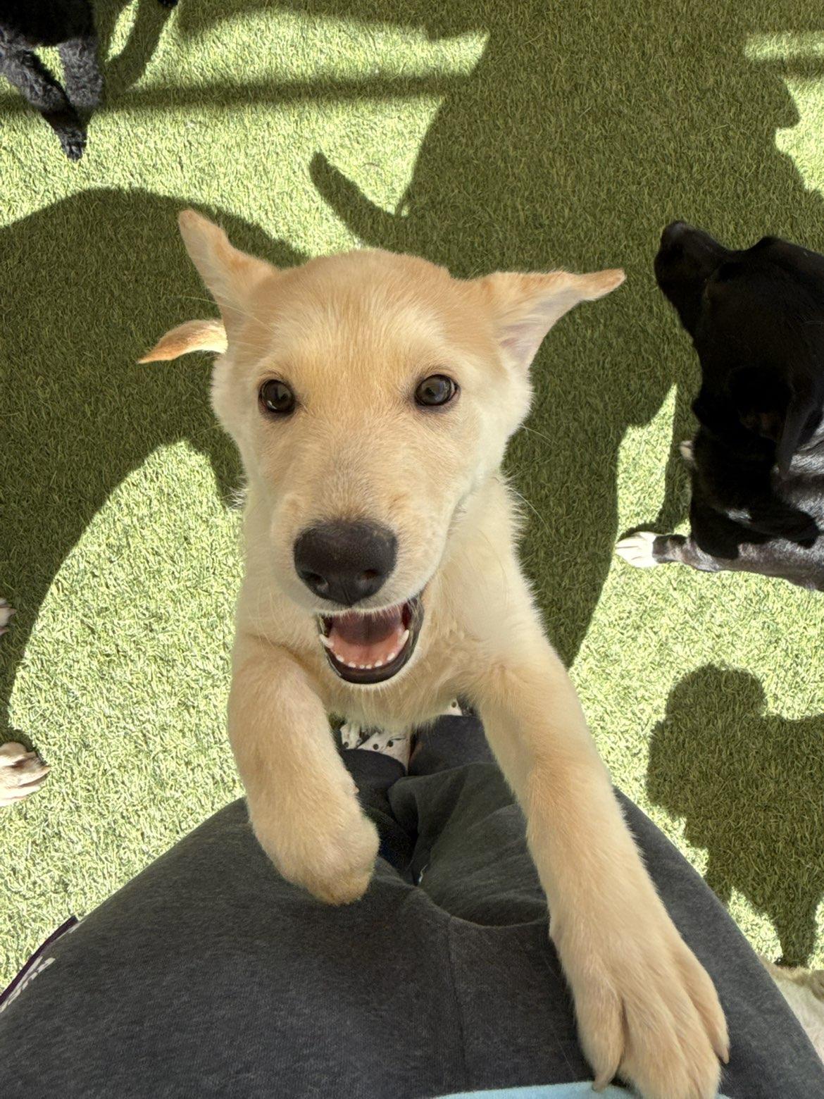 Enlarge Taylor, a Adoptable mixed breed in Aurora, IL image 3/5