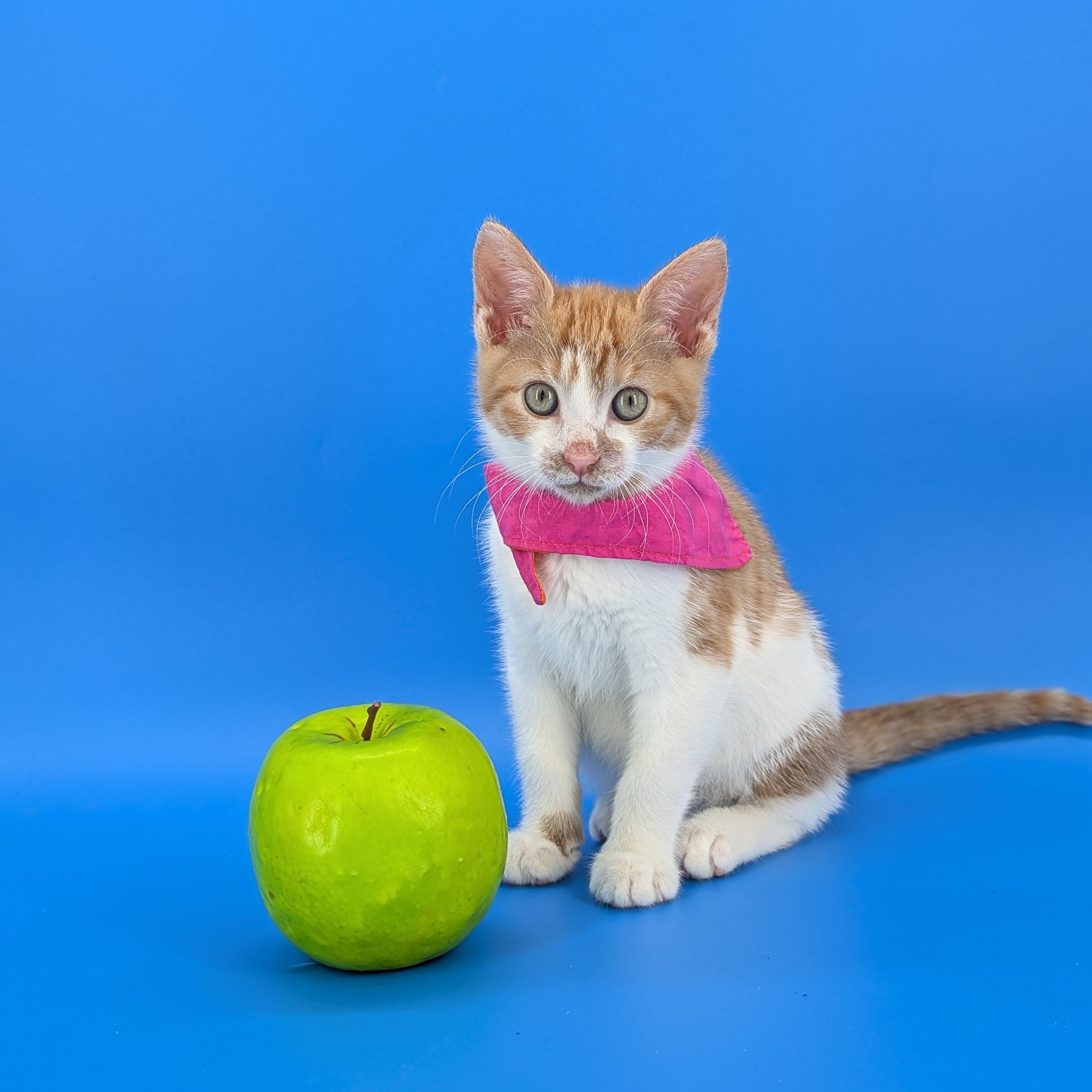 Spritz (Cocktails litter), an adopted Domestic Short Hair in Decatur, GA image 1/6