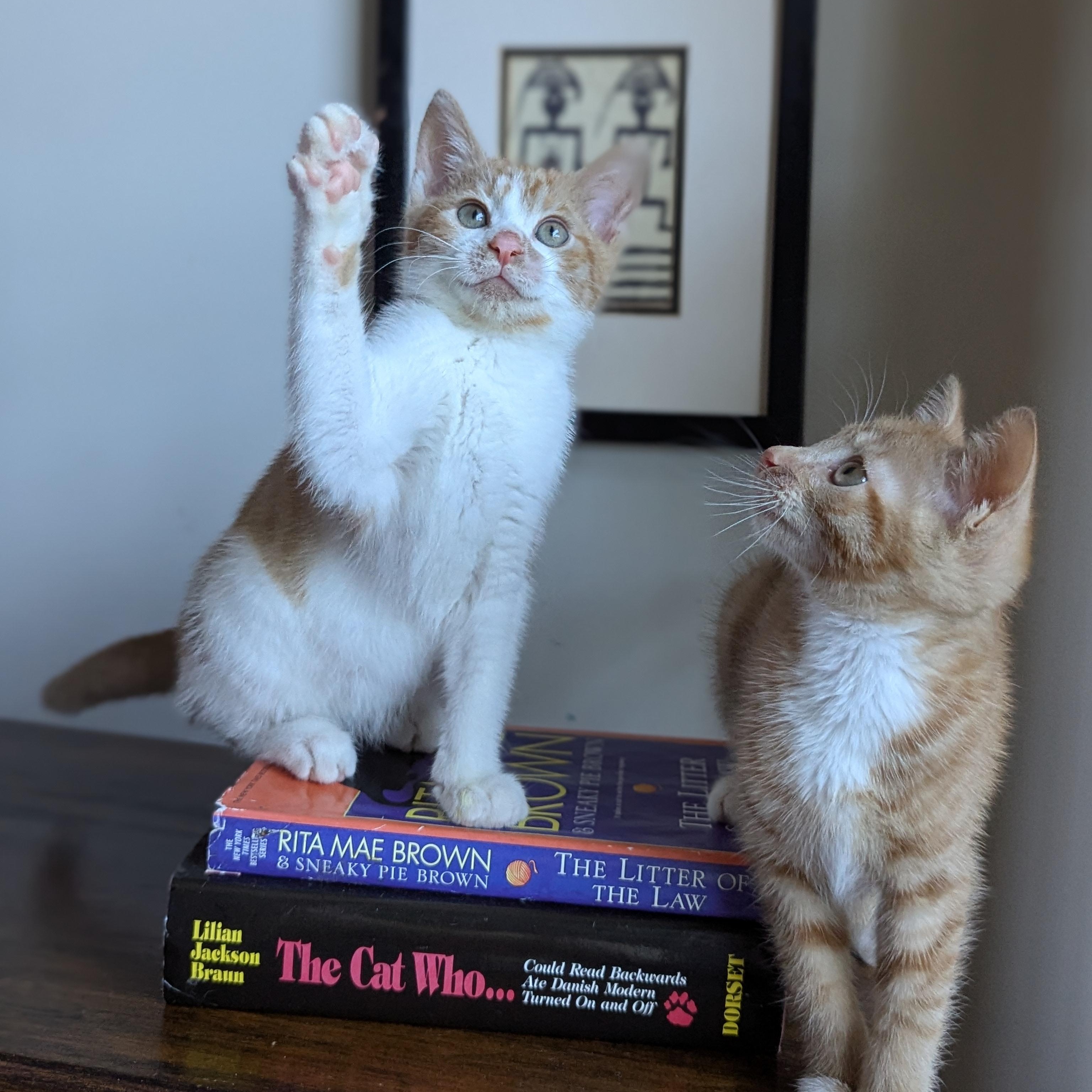 Spritz (Cocktails litter), an adopted Domestic Short Hair in Decatur, GA image 5/6