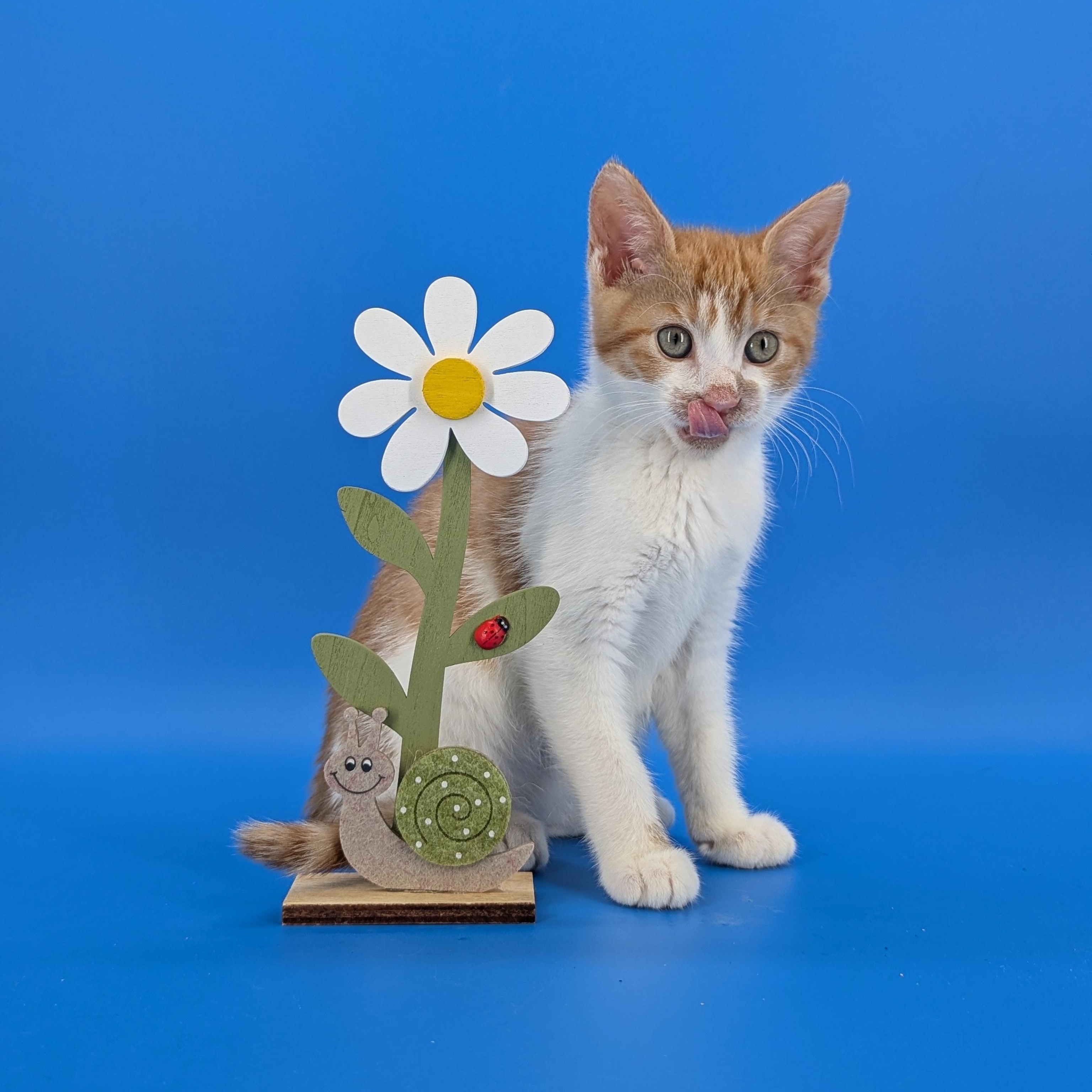 Spritz (Cocktails litter), an adopted Domestic Short Hair in Decatur, GA image 3/6