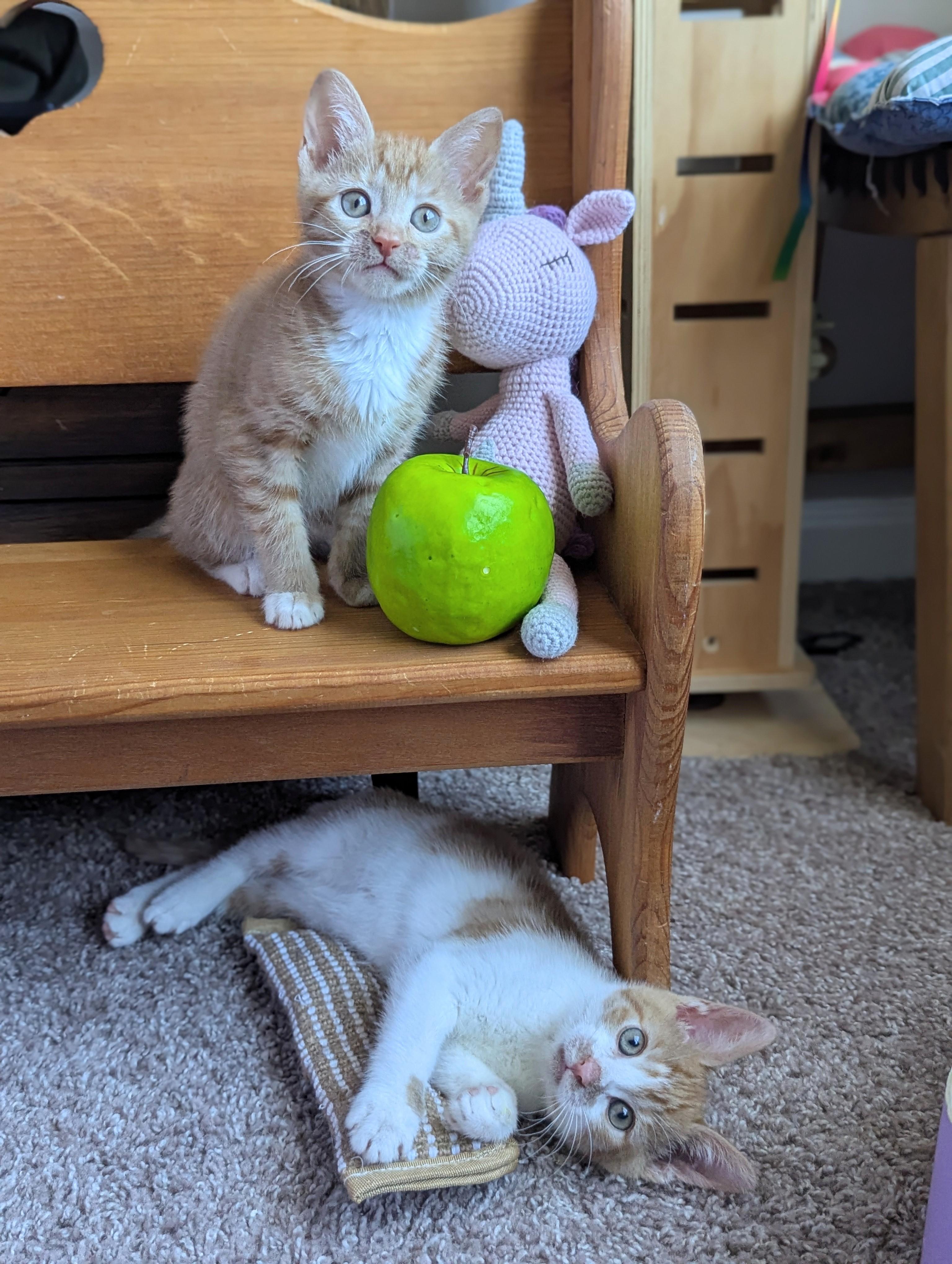 Spritz (Cocktails litter), an adopted Domestic Short Hair in Decatur, GA image 4/6