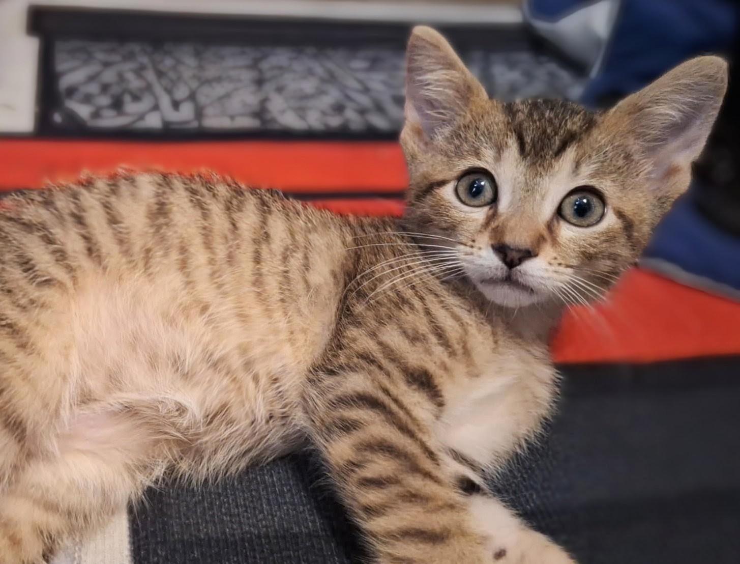 Peanut Butter, an adopted Domestic Short Hair in Johnsburg, IL image 3/3