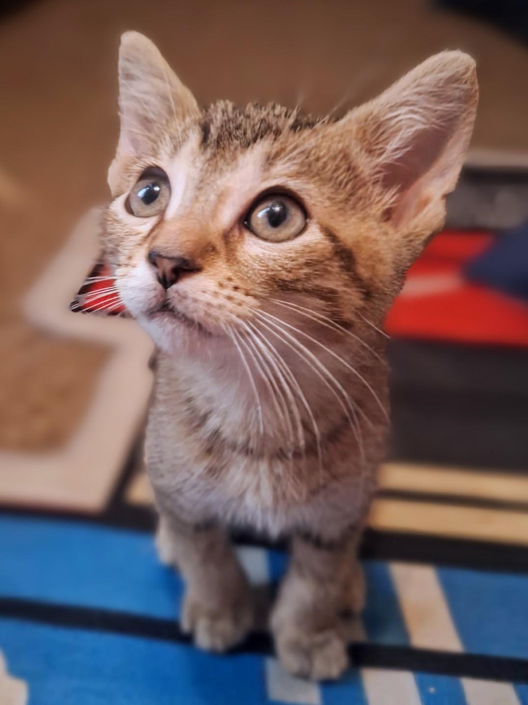 Peanut Butter, an adopted Domestic Short Hair in Johnsburg, IL image 1/3
