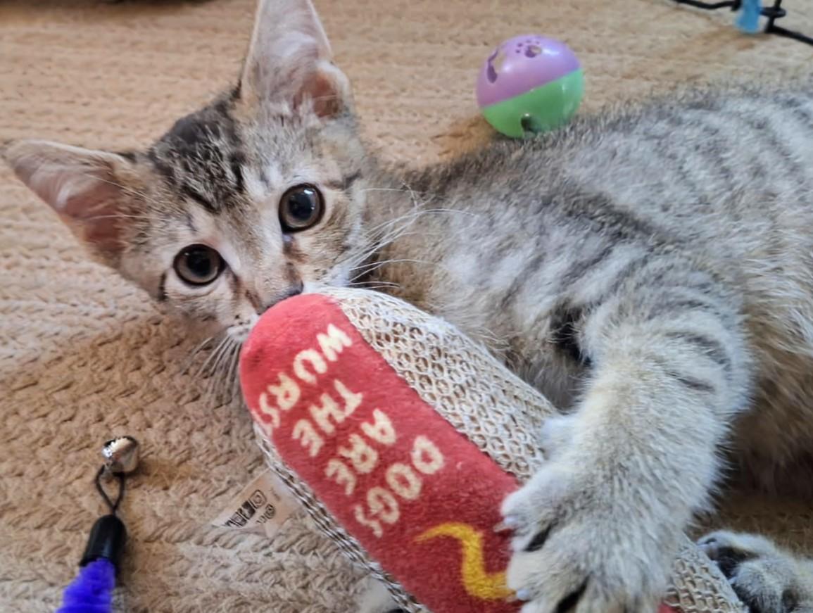 Peanut Butter, an adopted Domestic Short Hair in Johnsburg, IL image 2/3