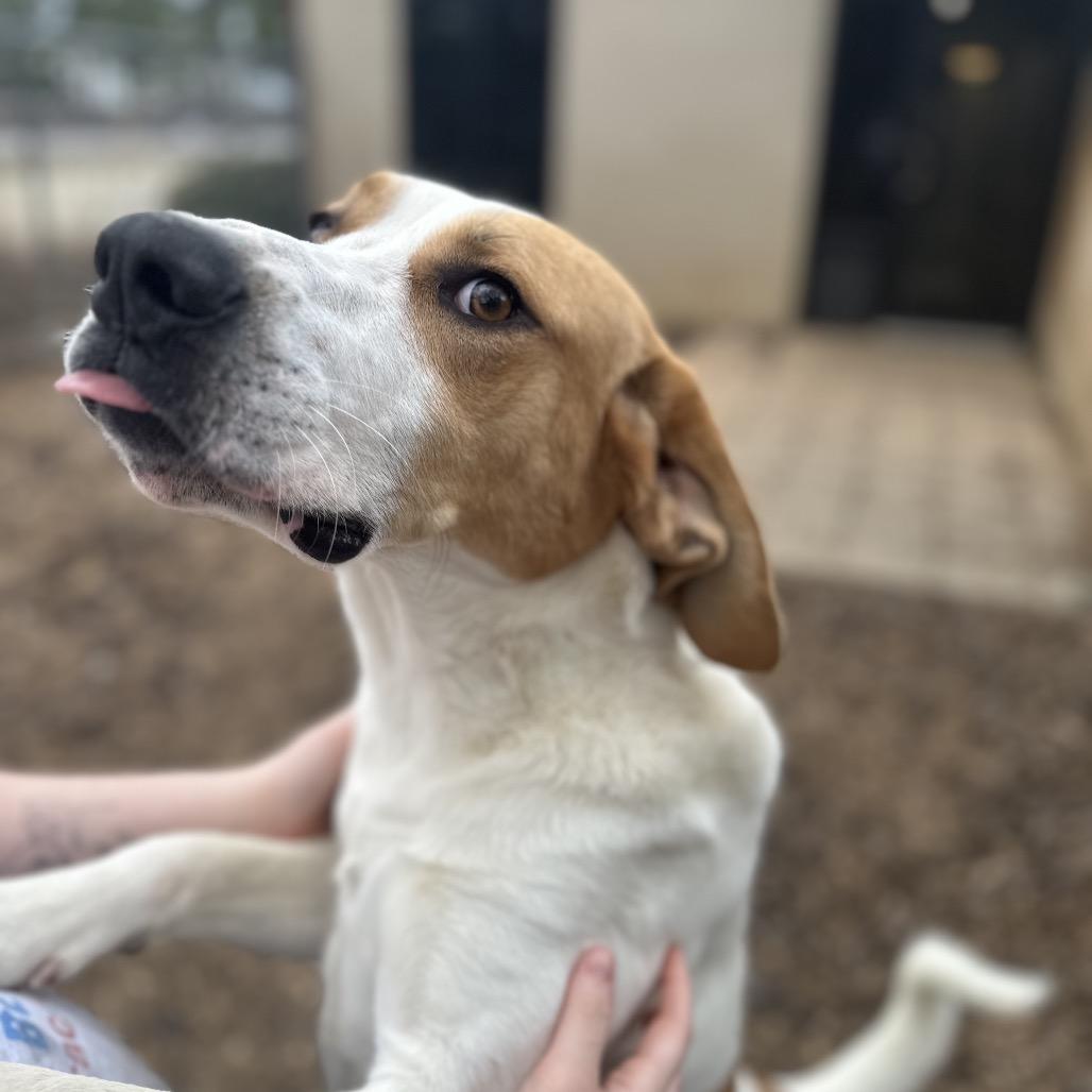 Enlarge Tailgate, a Adoptable Mixed Breed in Gadsden, AL image 1/6