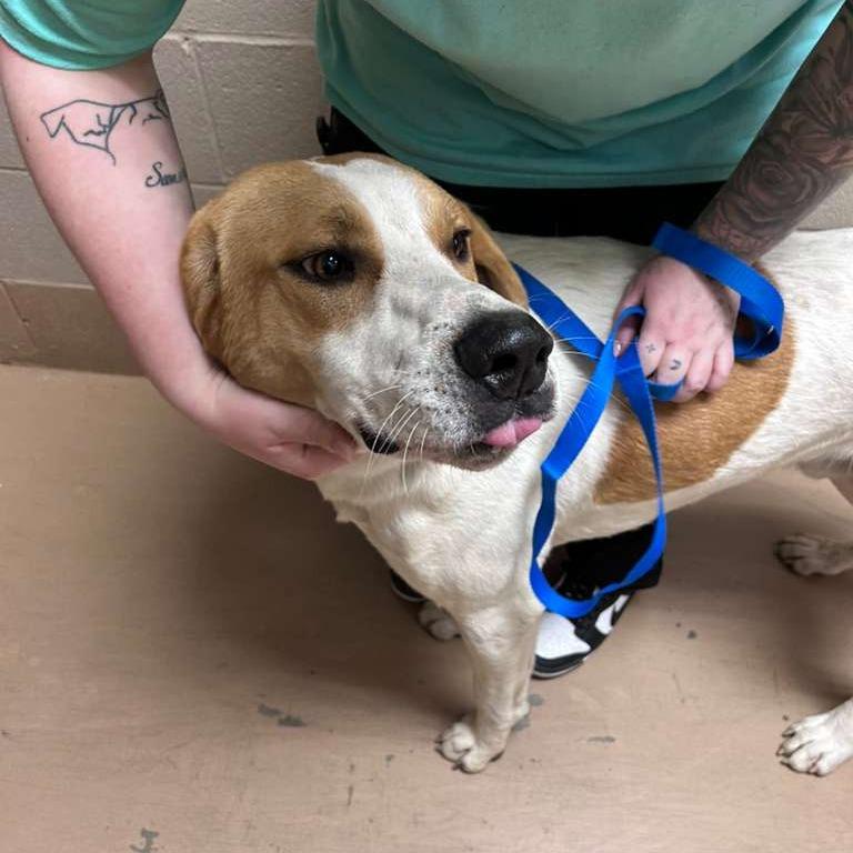 Enlarge Tailgate, a Adoptable Mixed Breed in Gadsden, AL image 1/2