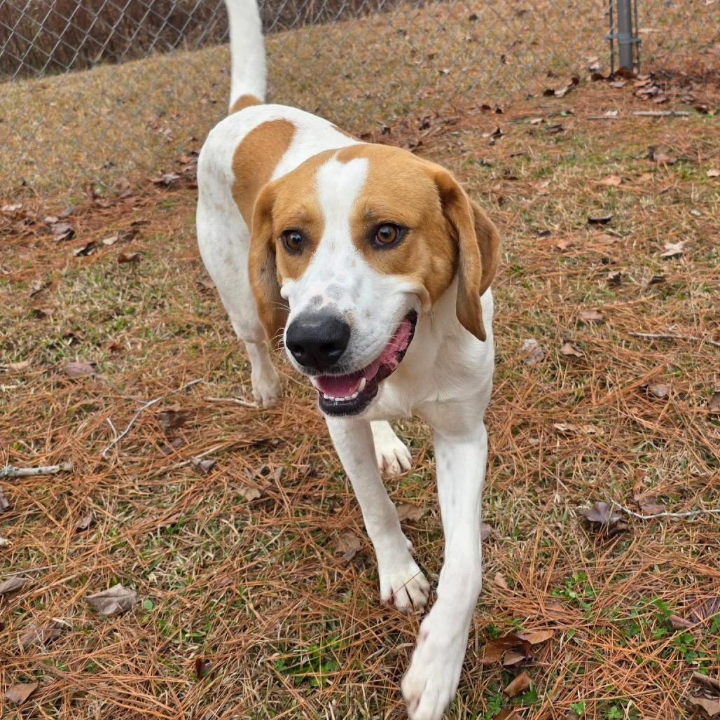 Enlarge Tailgate, a Adoptable Mixed Breed in Gadsden, AL image 3/6