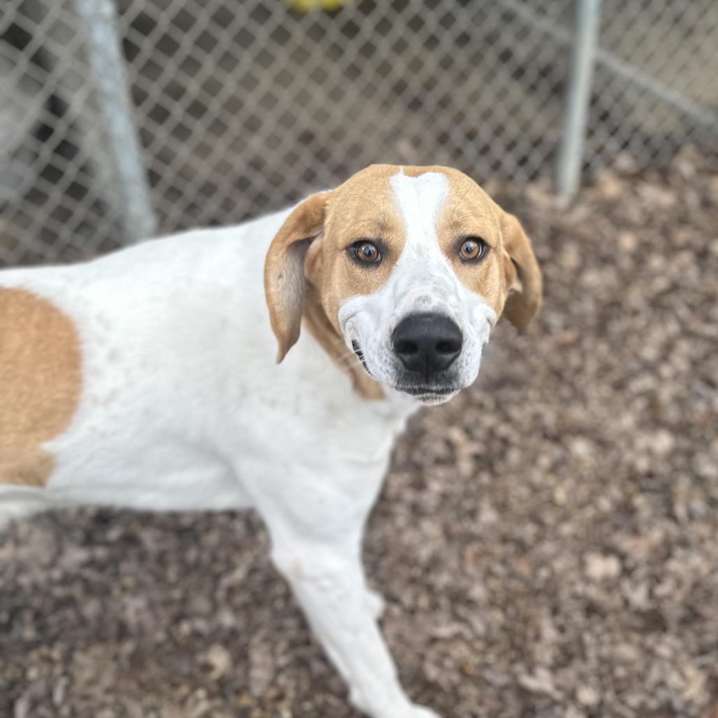 Enlarge Tailgate, a Adoptable Mixed Breed in Gadsden, AL image 4/6