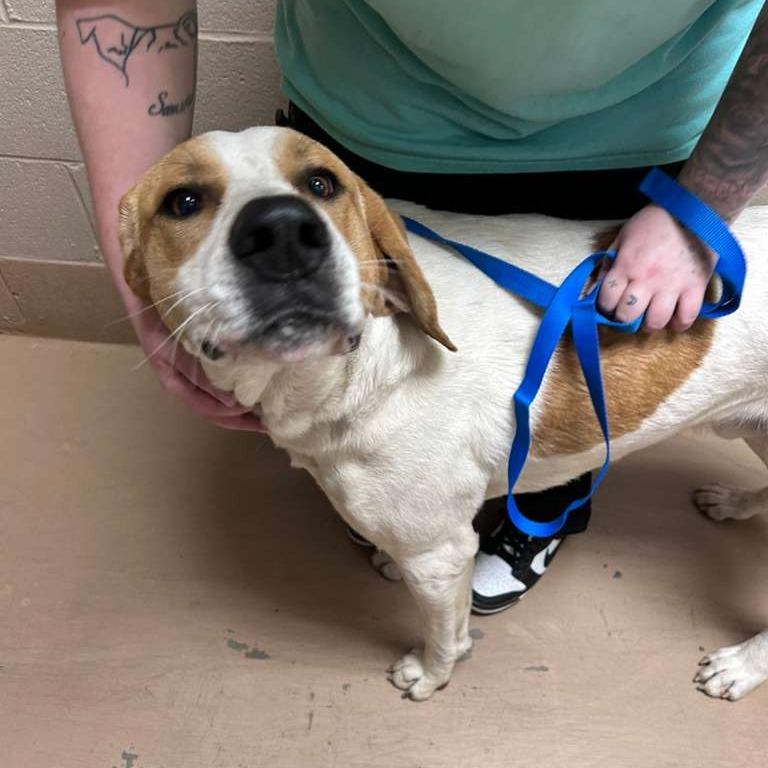 Enlarge Tailgate, a Adoptable Mixed Breed in Gadsden, AL image 2/2