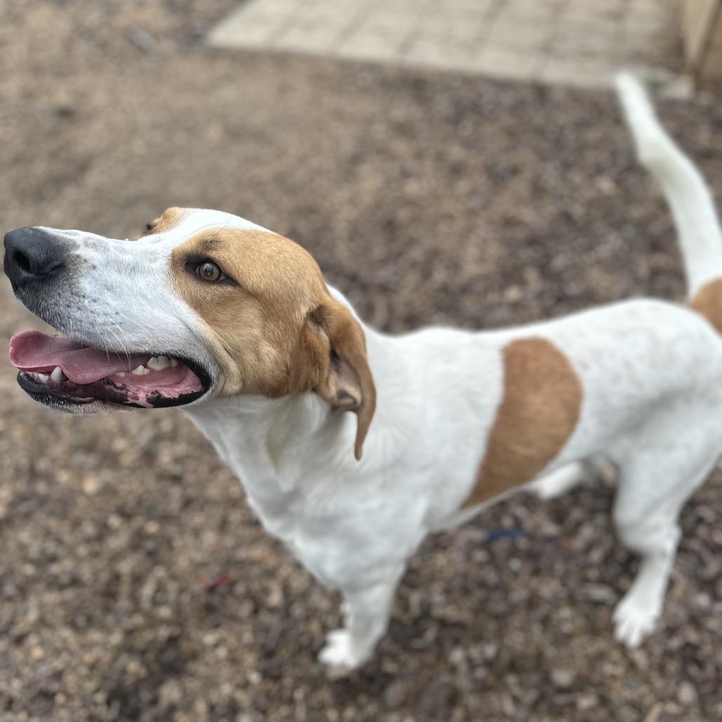 Enlarge Tailgate, a Adoptable Mixed Breed in Gadsden, AL image 6/6