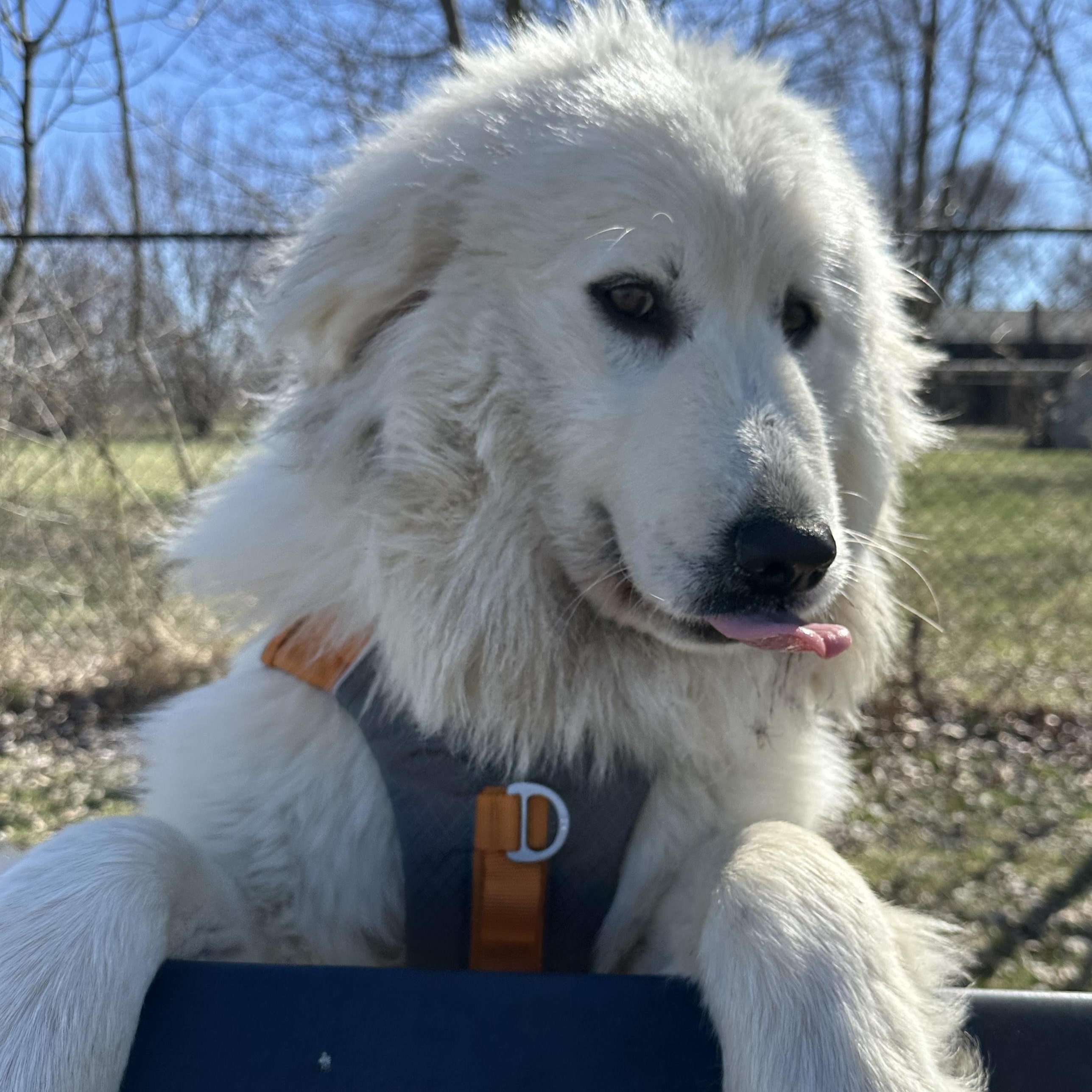 Enlarge Cece - Puppy-  new to rescue - Foster Needed, a ADOPTABLE Great Pyrenees in Indianapolis, IN image 2/6