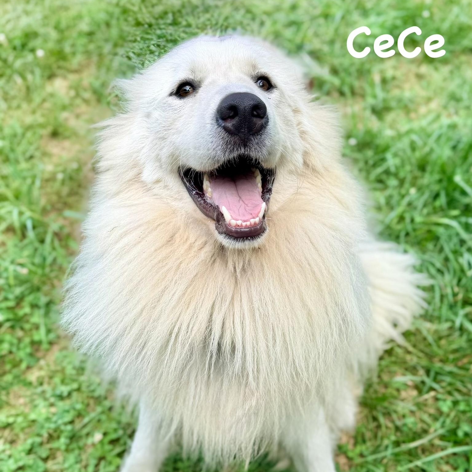 Enlarge Cece - Young - new to rescue - Foster Needed, a ADOPTABLE Great Pyrenees in Indianapolis, IN image 3/5