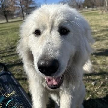 Enlarge Cece - Puppy-  new to rescue - Foster Needed, a ADOPTABLE Great Pyrenees in Indianapolis, IN image 4/6