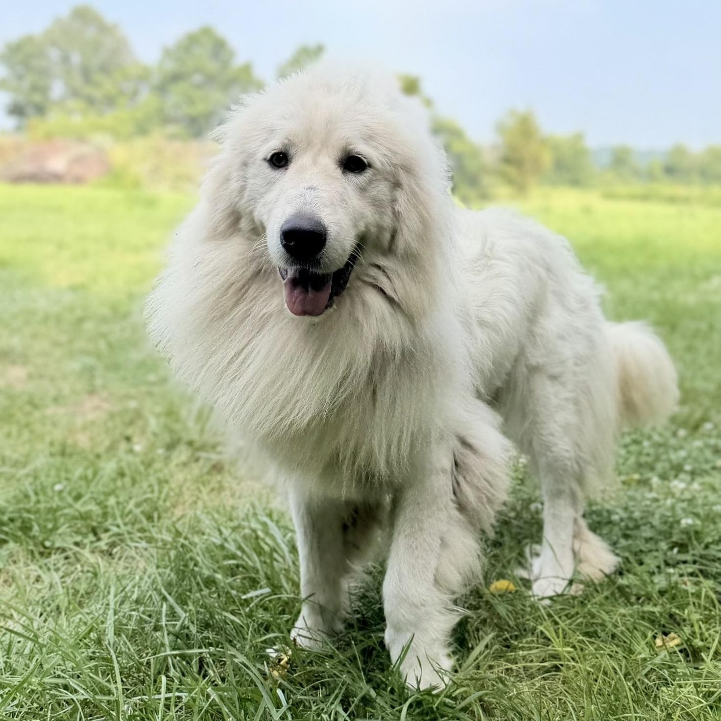 Enlarge Cece - Young - new to rescue - Foster Needed, a ADOPTABLE Great Pyrenees in Indianapolis, IN image 1/5