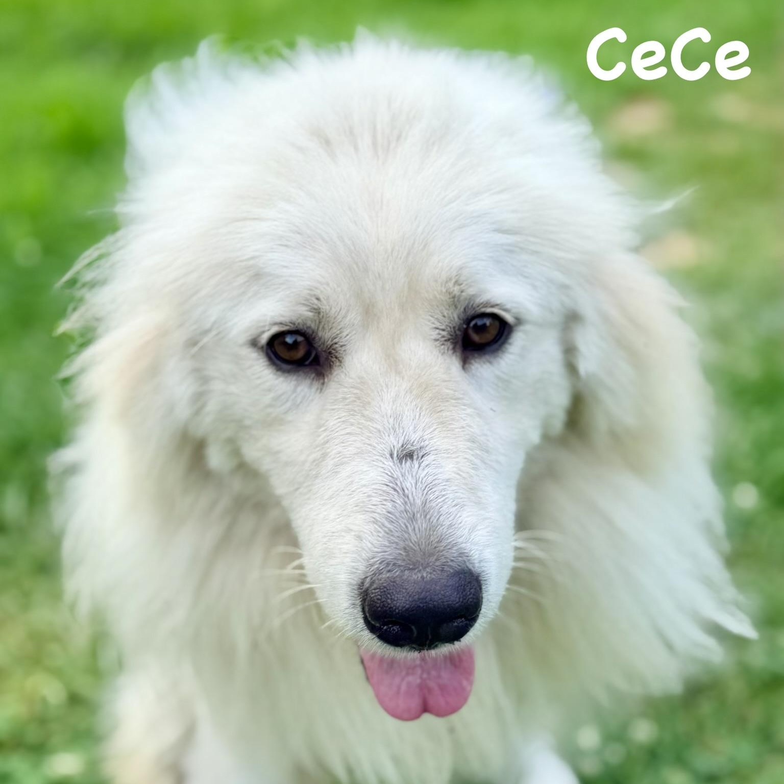 Enlarge Cece - Young - new to rescue - Foster Needed, a ADOPTABLE Great Pyrenees in Indianapolis, IN image 4/5