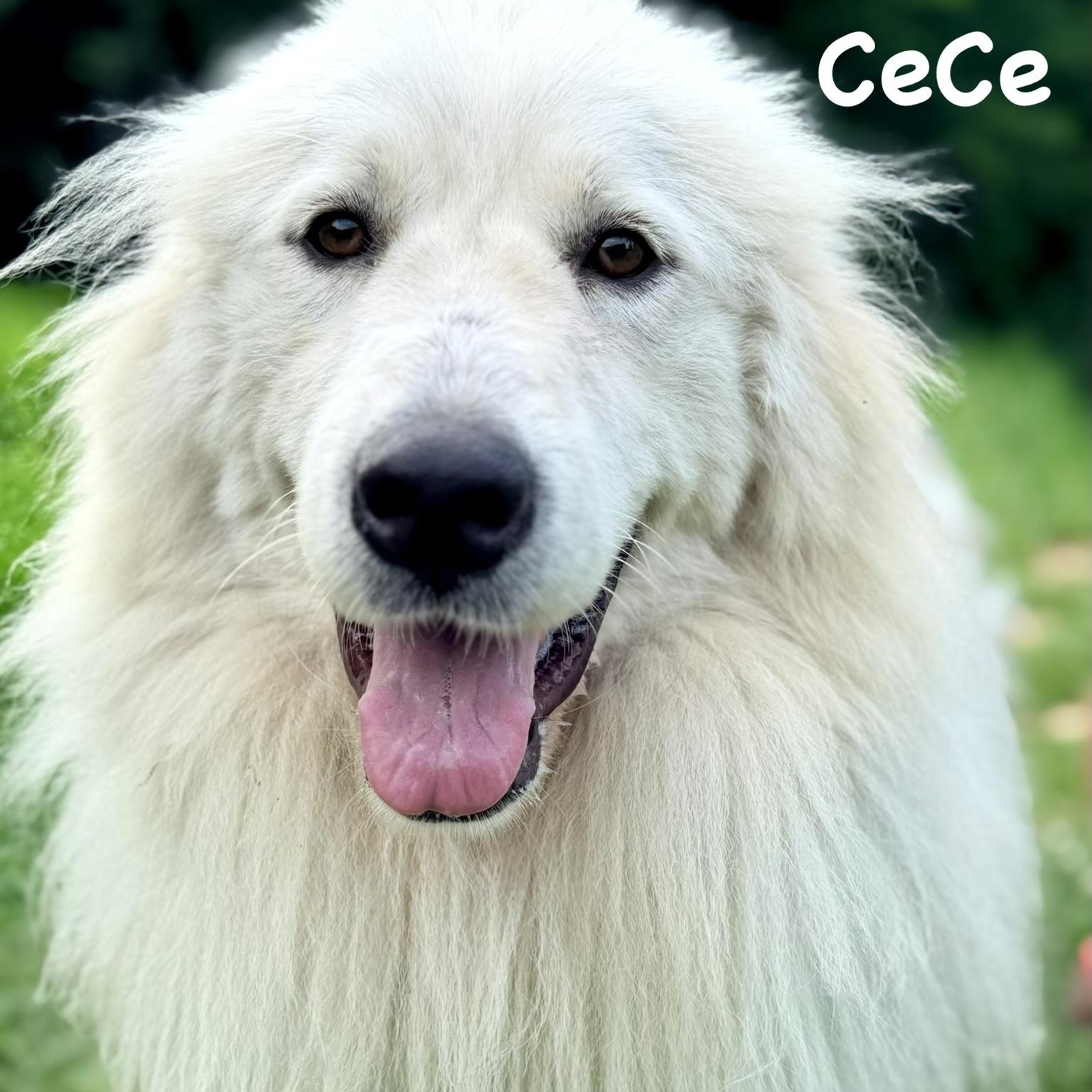 Enlarge Cece - Young - new to rescue - Foster Needed, a ADOPTABLE Great Pyrenees in Indianapolis, IN image 2/5