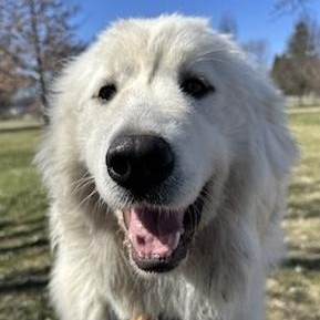 Enlarge Cece - Puppy-  new to rescue - Foster Needed, a ADOPTABLE Great Pyrenees in Indianapolis, IN image 5/6