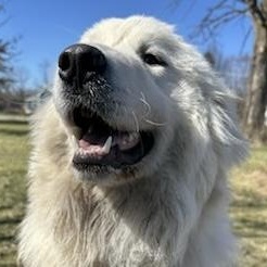 Enlarge Cece - Puppy-  new to rescue - Foster Needed, a ADOPTABLE Great Pyrenees in Indianapolis, IN image 3/6