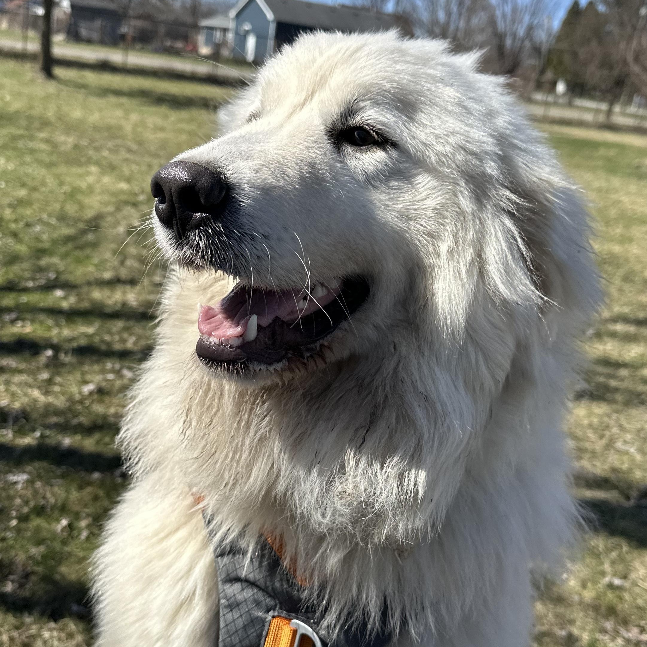 Enlarge Cece - Puppy-  new to rescue - Foster Needed, a ADOPTABLE Great Pyrenees in Indianapolis, IN image 6/6