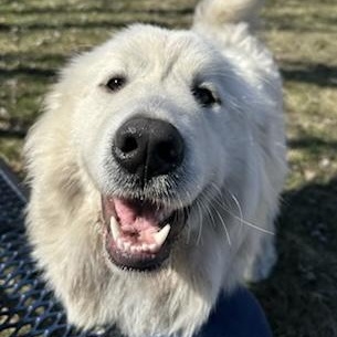 Cece - Puppy- new to rescue - Foster Needed — thumbnail 6