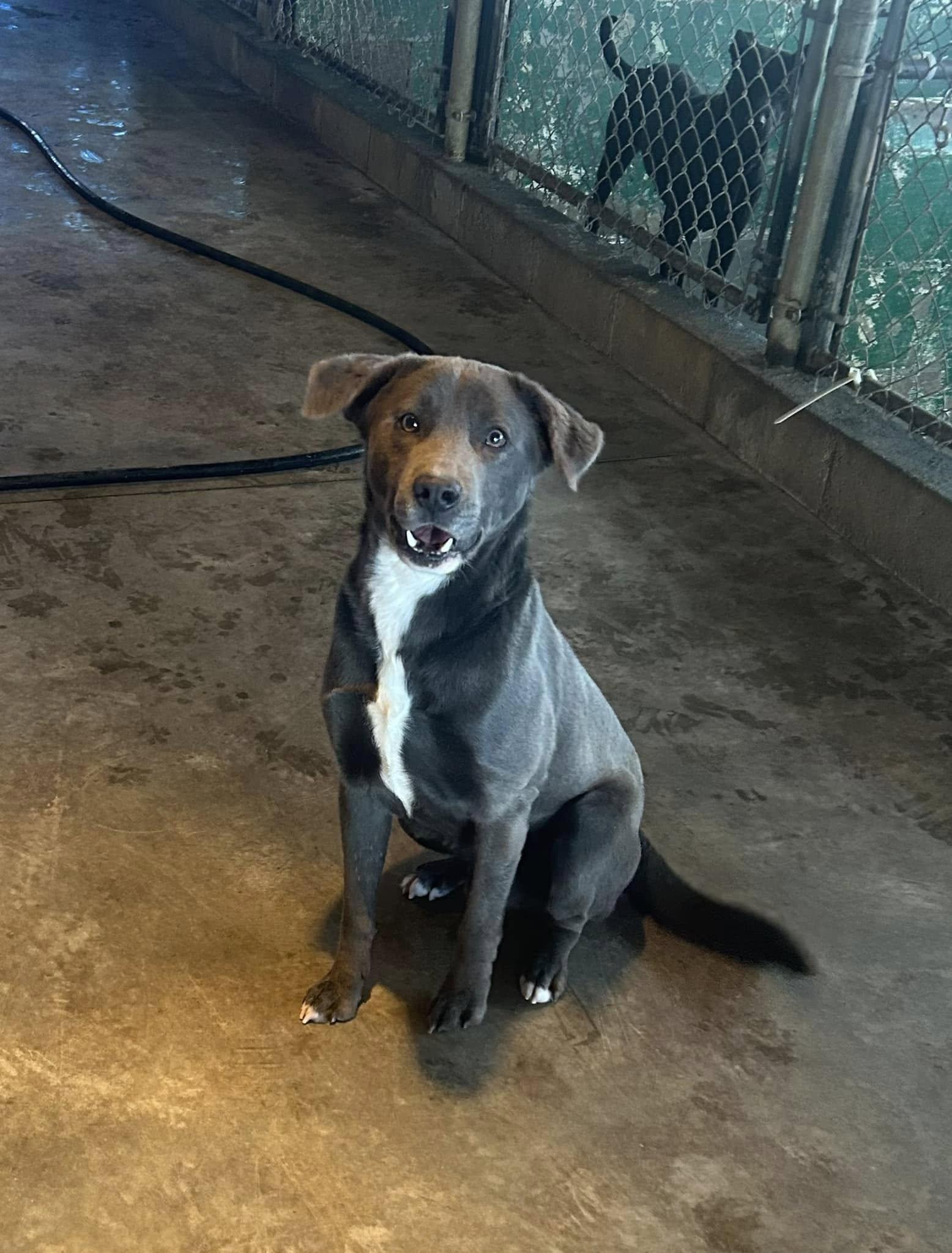 Enlarge Flynn, a Adoptable mixed breed in Varnville, SC image 1/1