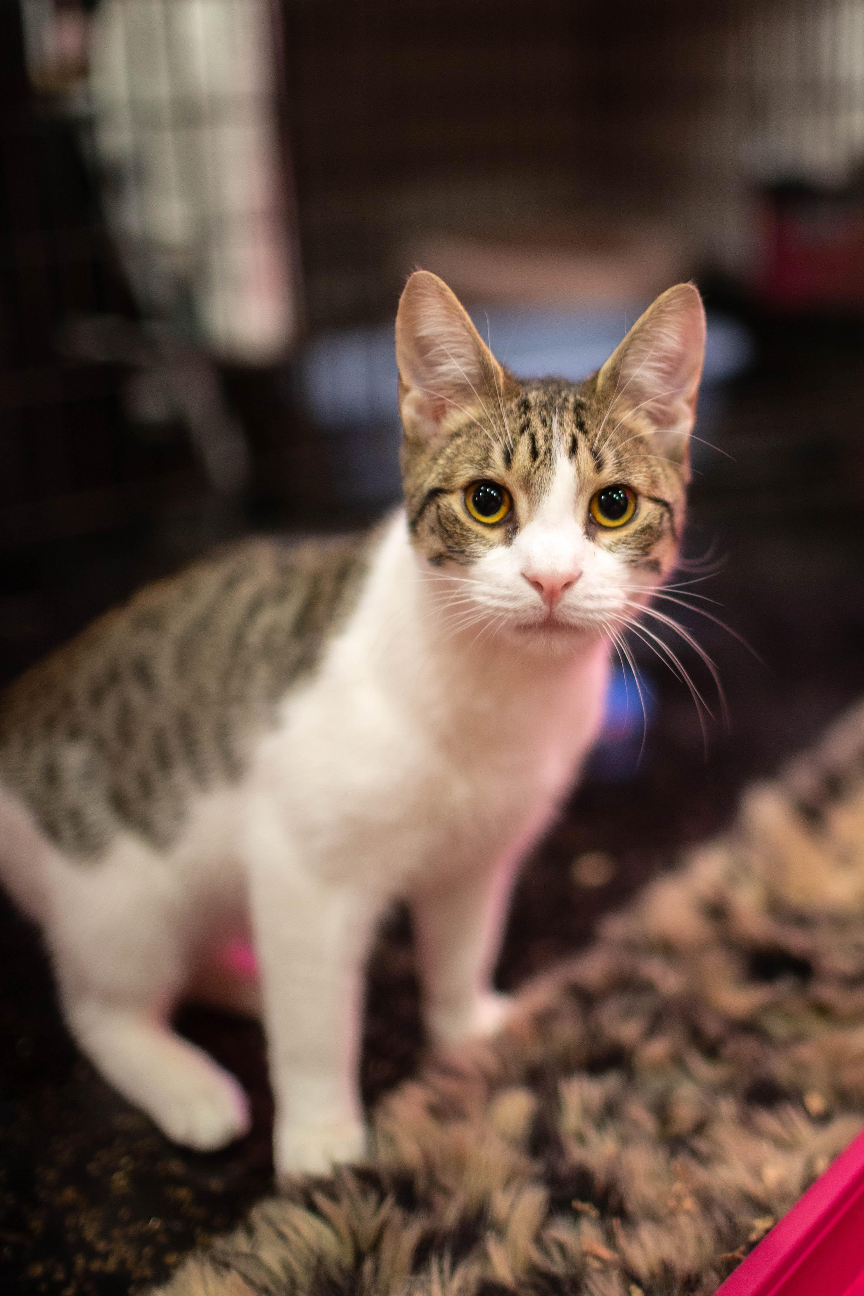 Enlarge Little Foot, a ADOPTABLE Domestic Short Hair in Kennebunk , ME image 3/3