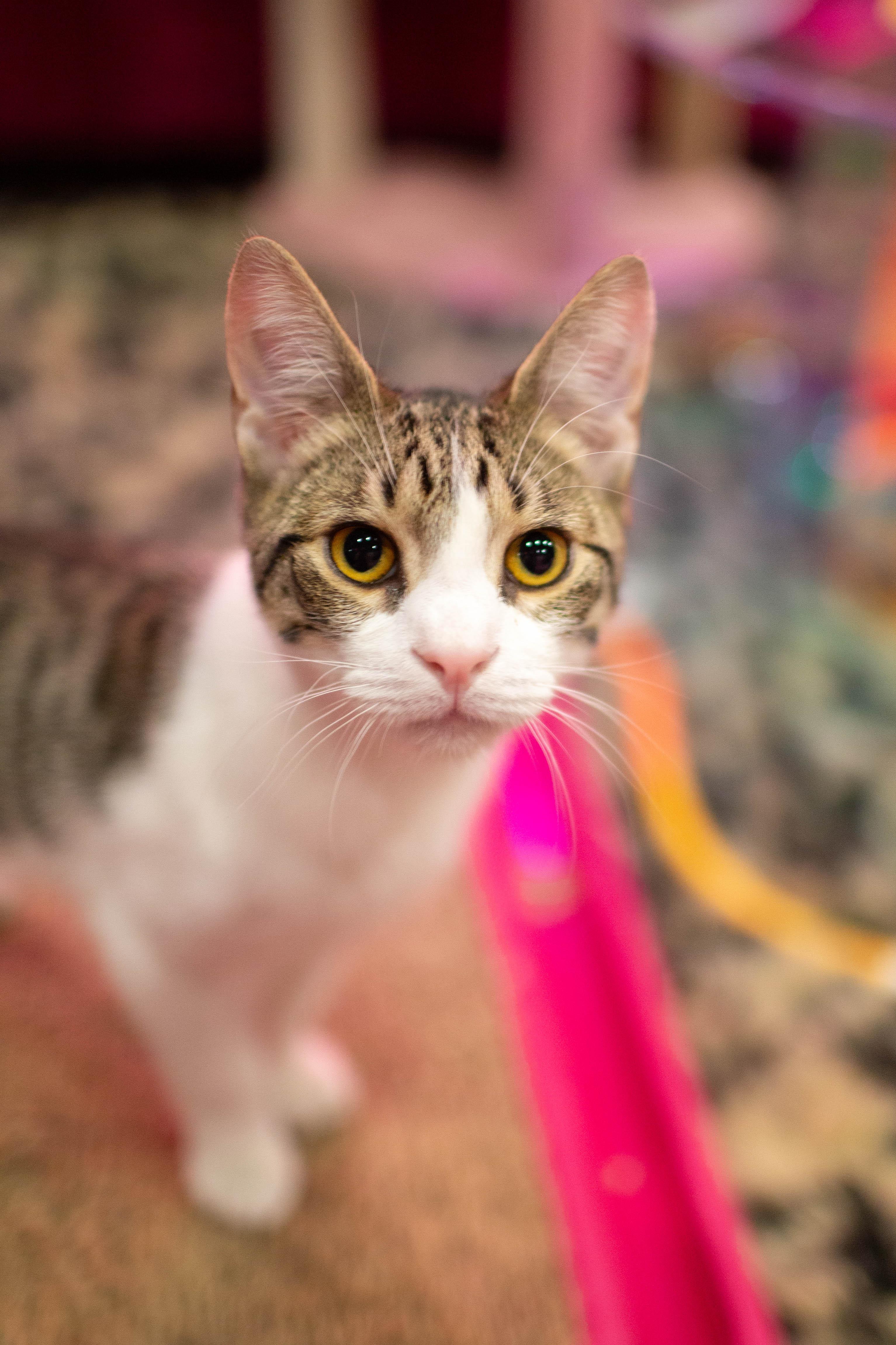 Enlarge Little Foot, a ADOPTABLE Domestic Short Hair in Kennebunk , ME image 2/3