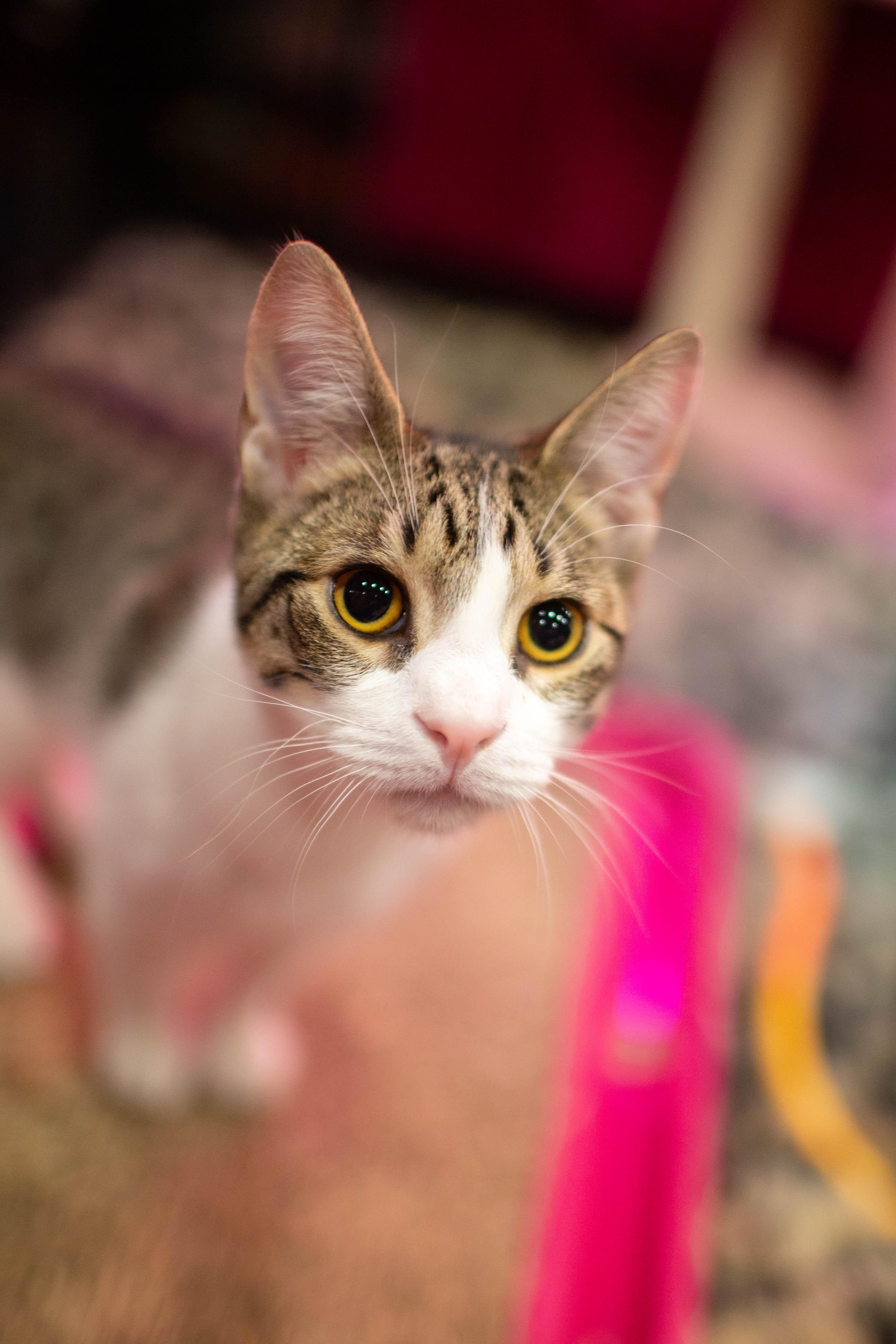 Enlarge Little Foot, a ADOPTABLE Domestic Short Hair in Kennebunk , ME image 1/3