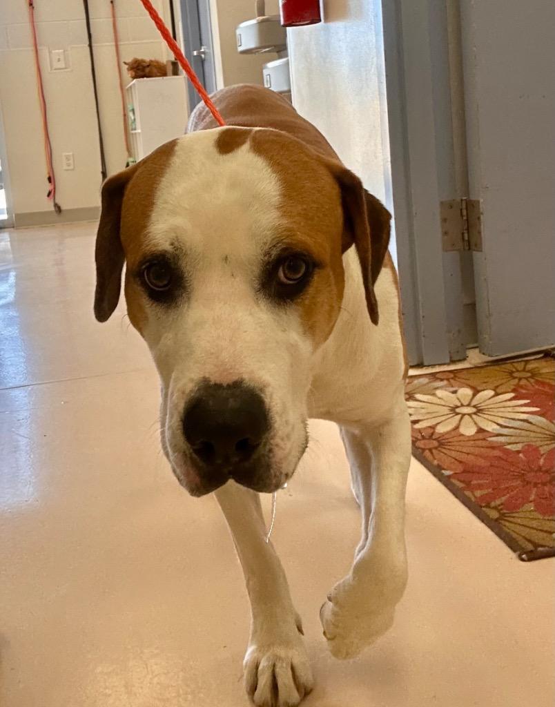 Enlarge T-Bone, a Adoptable American Bulldog in Belton, TX image 1/1
