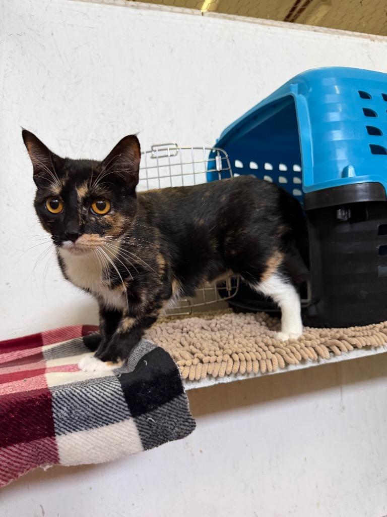 Enlarge Dandelion, a Adoptable mixed breed in St. James City, FL image 1/1