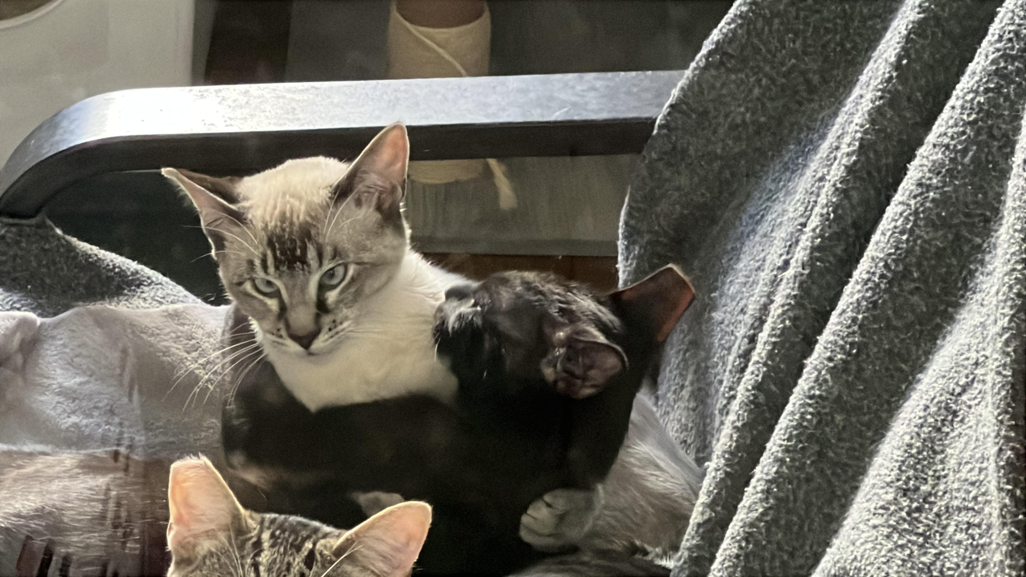 Enlarge Issac, a Adoptable mixed breed in Vallejo, CA image 2/5