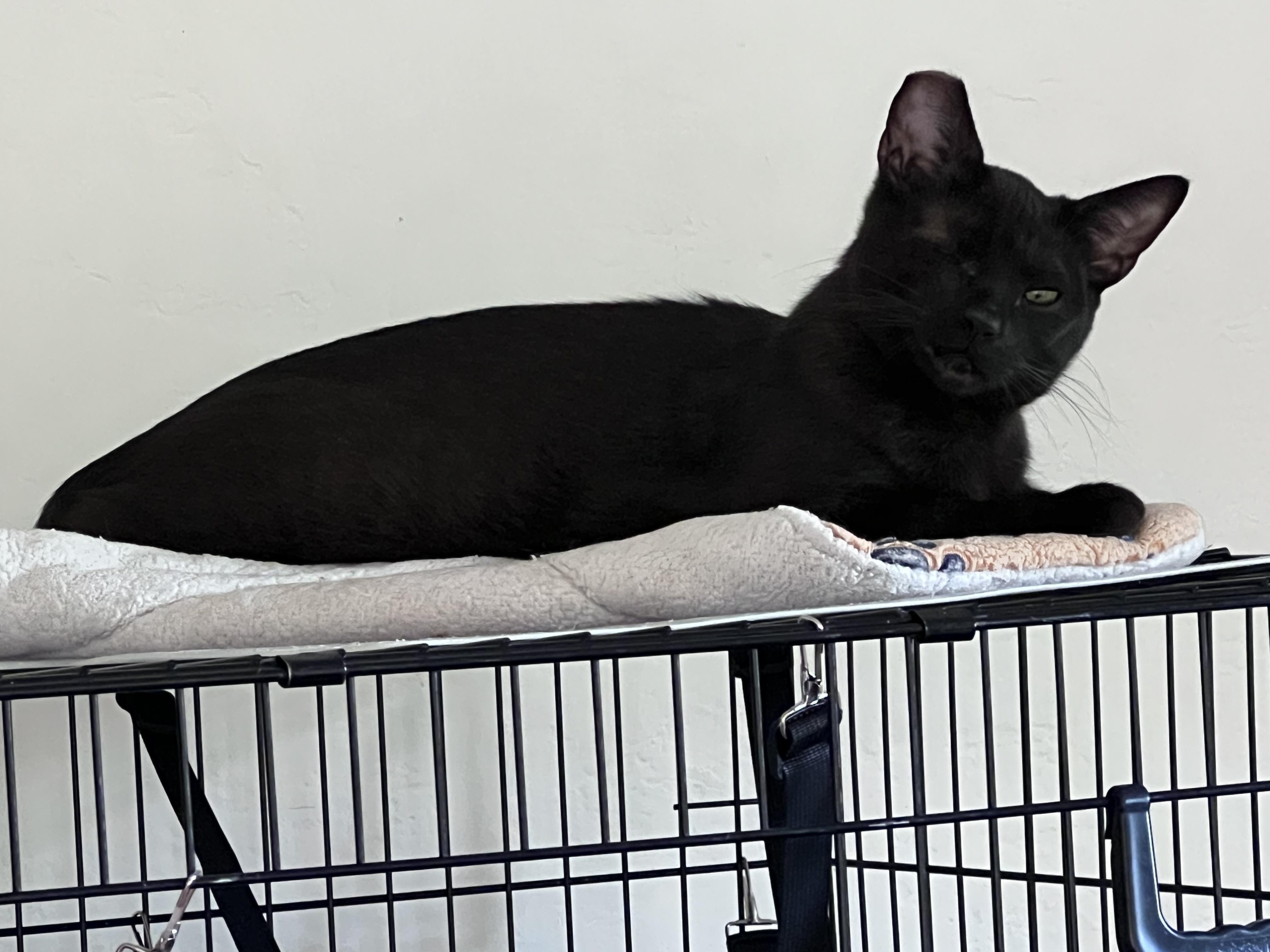 Enlarge Issac, a Adoptable mixed breed in Vallejo, CA image 3/5