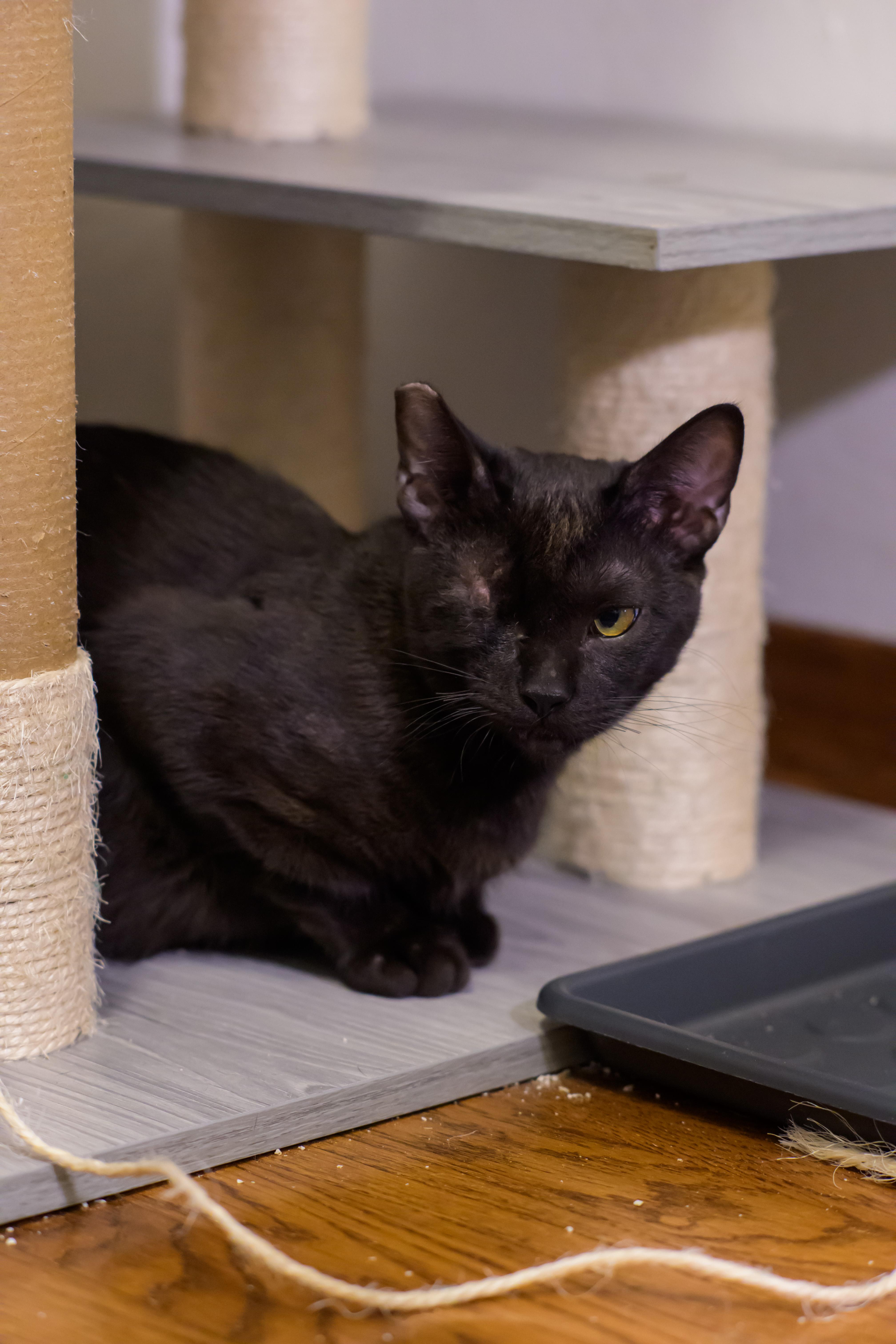 Issac, Adoptable, Young Male Domestic Short Hair & Bombay.