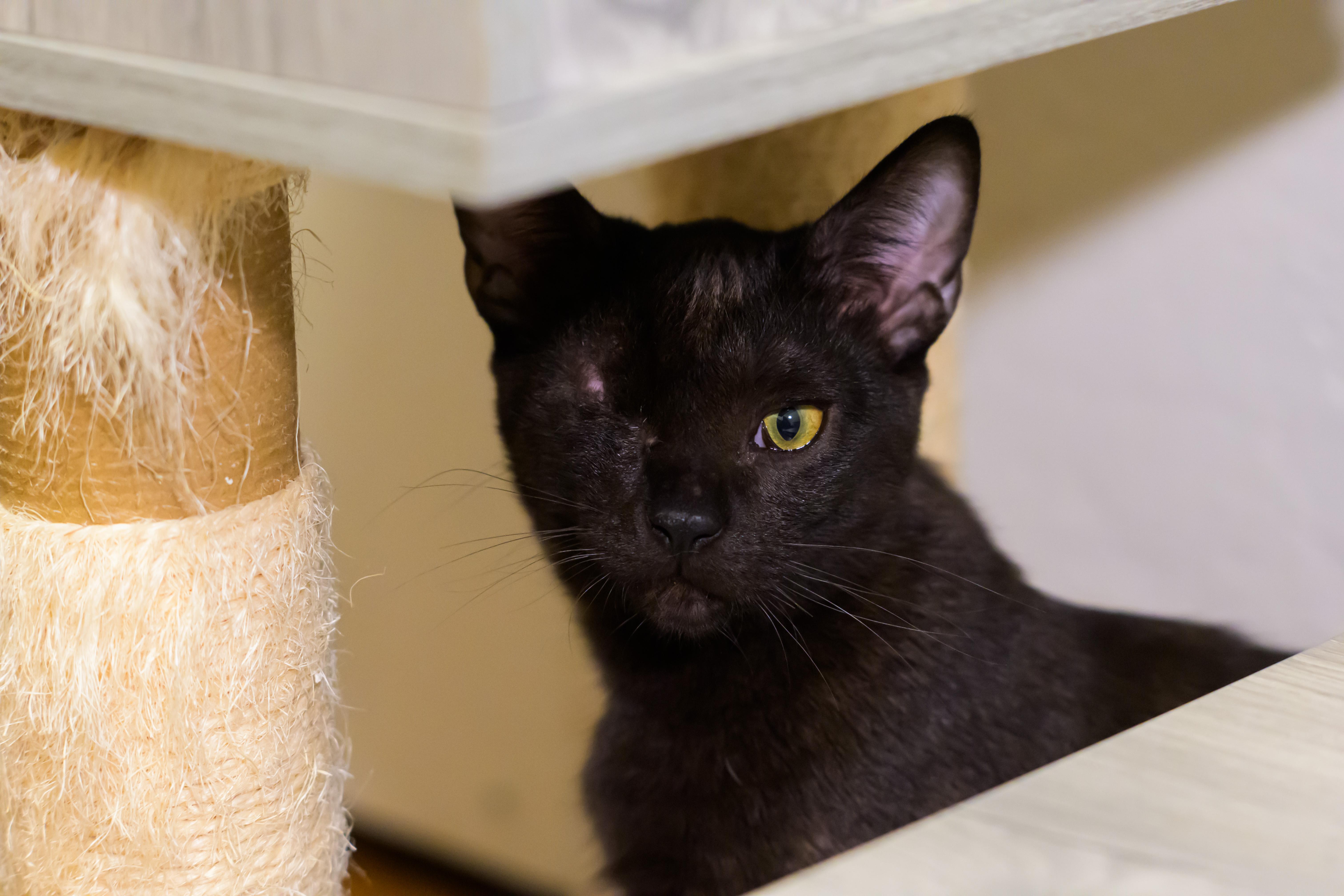 Enlarge Issac, a Adoptable mixed breed in Vallejo, CA image 5/5