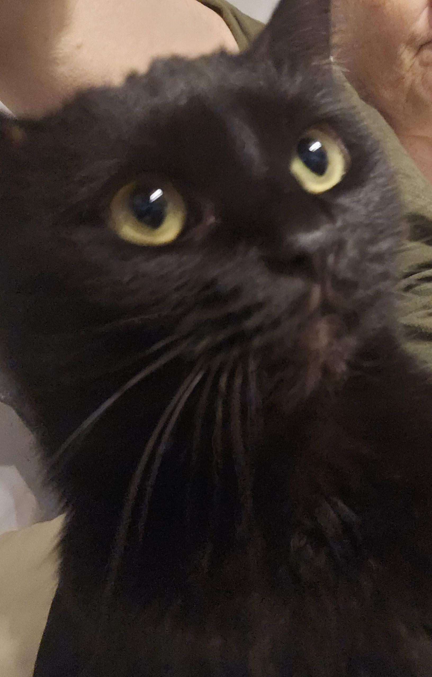 Daria Dream Wiskerson, Adoptable, Young Female Bombay & Domestic Medium Hair.