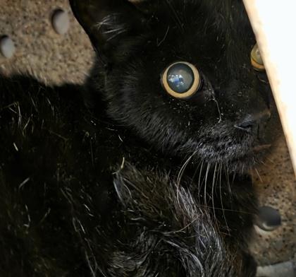 Enlarge Bonk, a ADOPTABLE Domestic Short Hair in Dubuque, IA image 2/2