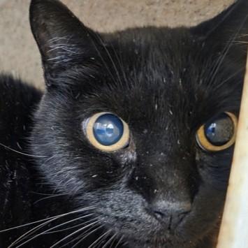 Bonk, ADOPTABLE, Young Male Domestic Short Hair.