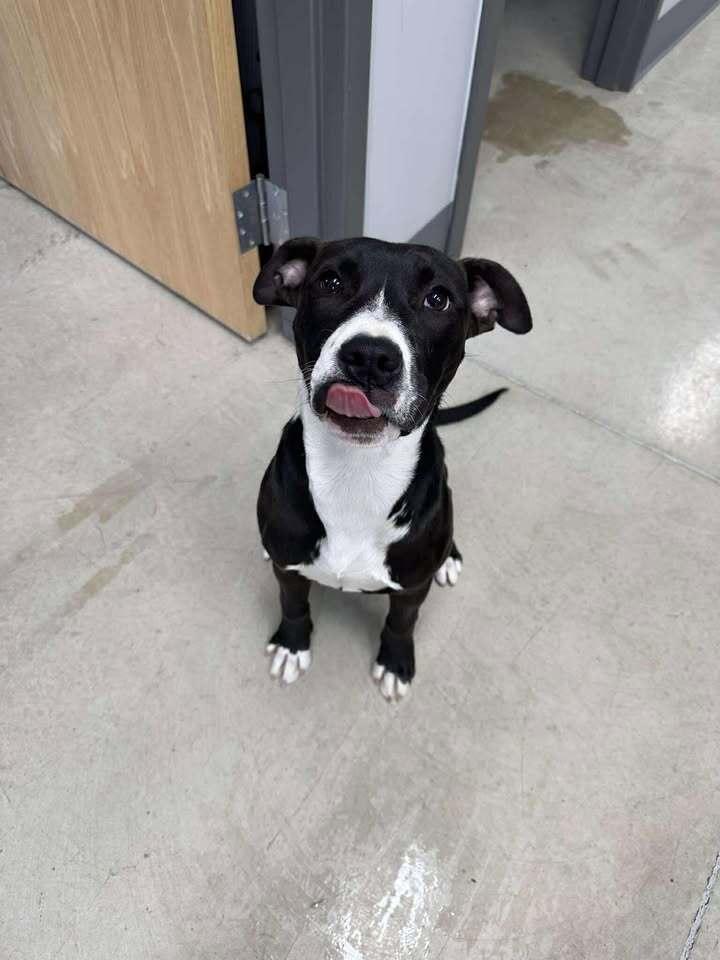 Enlarge Echo, a Adoptable mixed breed in Hillsboro, OH image 1/3