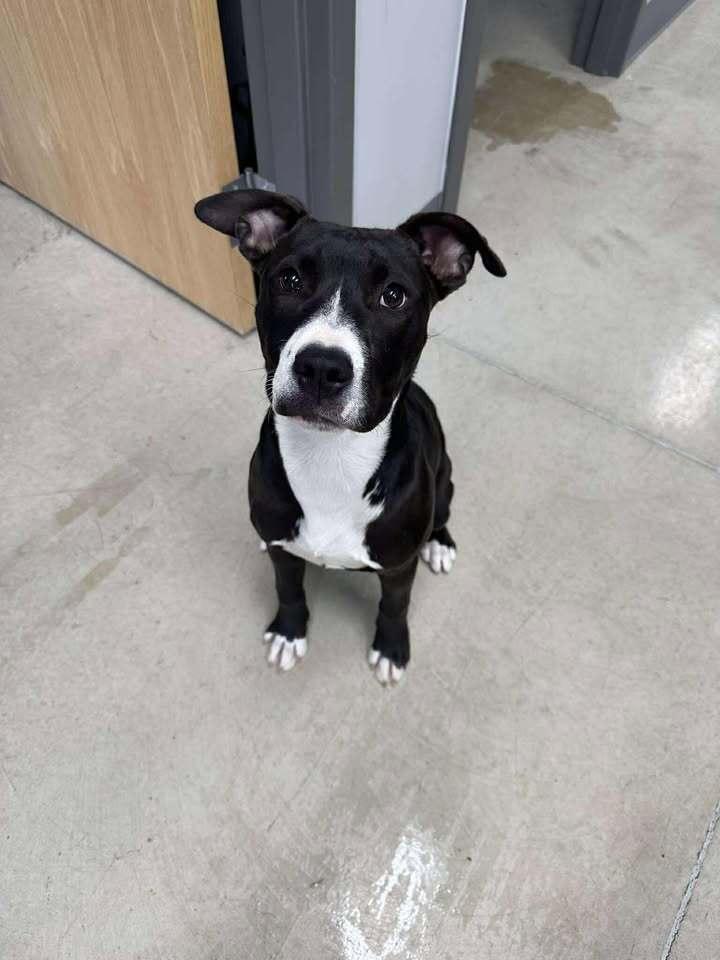 Enlarge Echo, a Adoptable mixed breed in Hillsboro, OH image 2/3