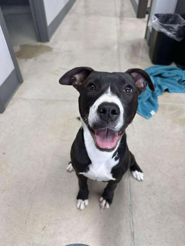 Enlarge Echo, a Adoptable mixed breed in Hillsboro, OH image 3/3