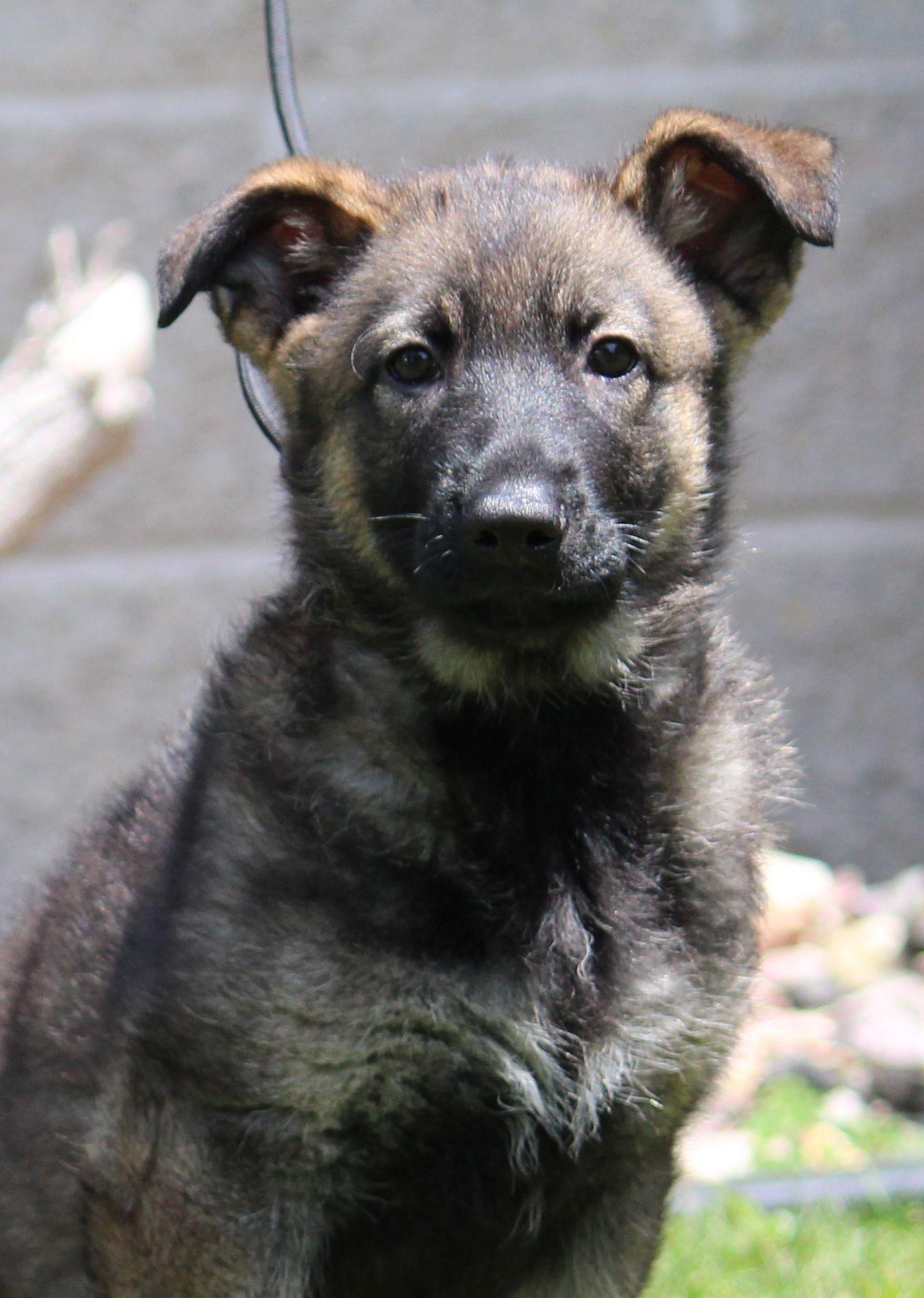 Lulu