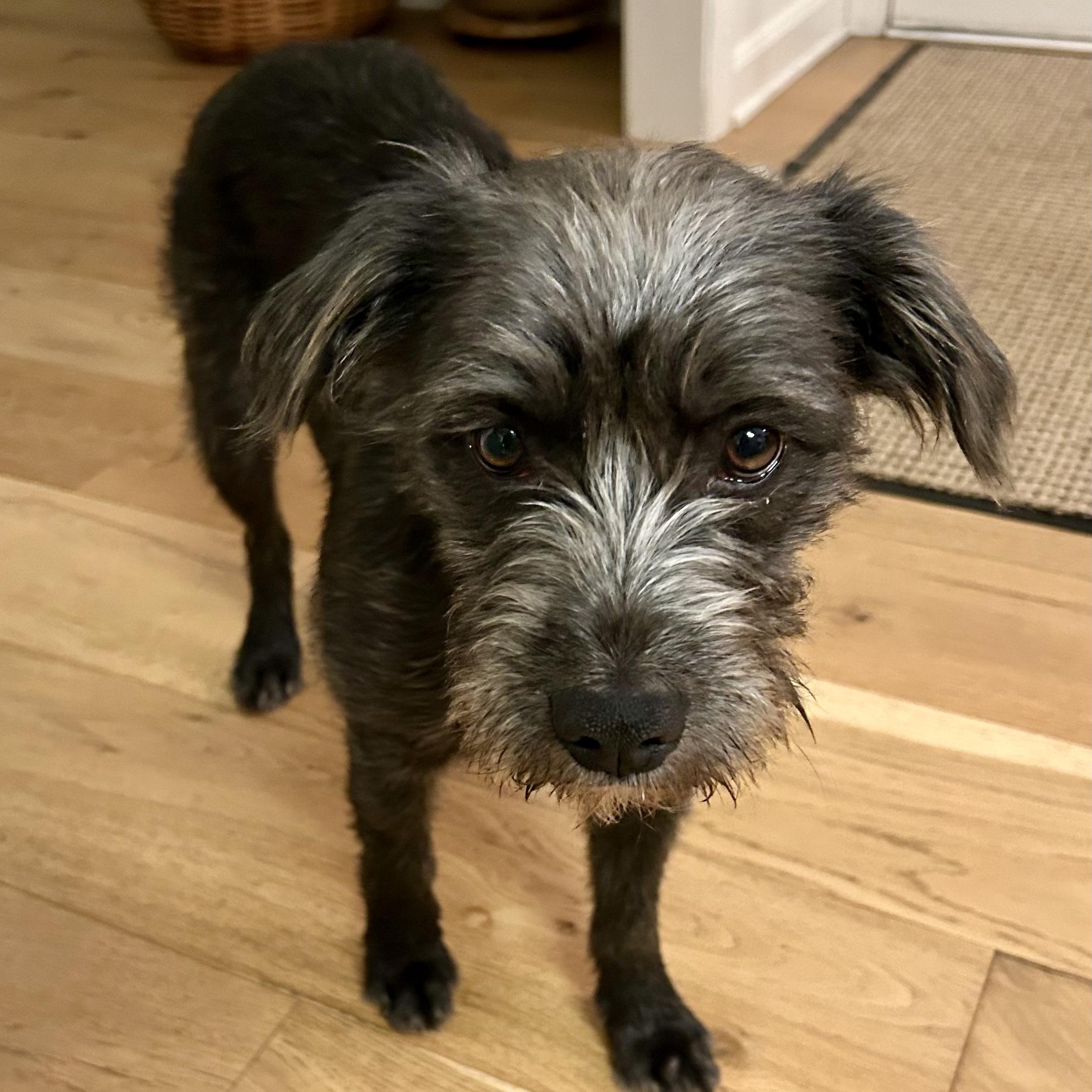 Molly, adoptable, Young Female Terrier.