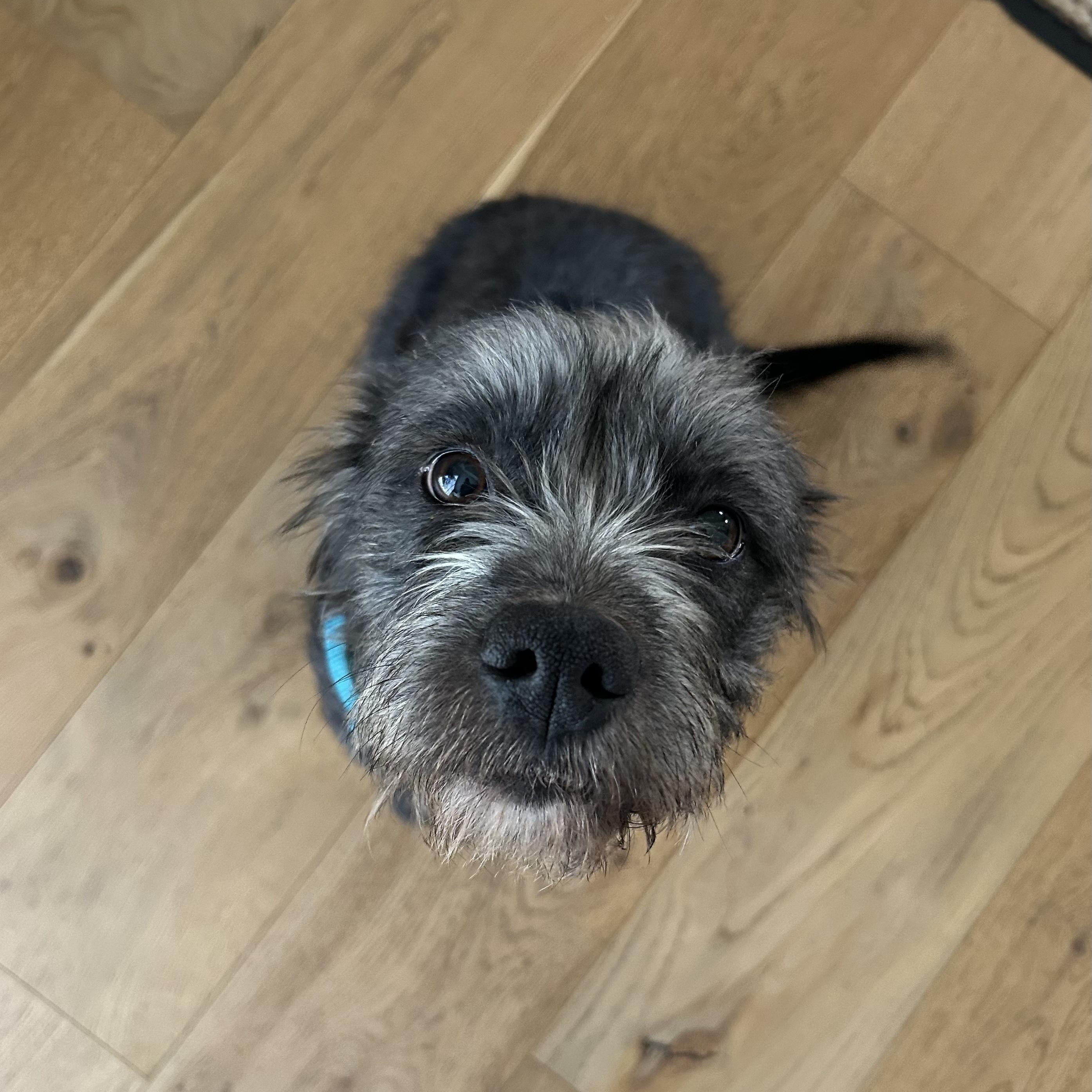 Molly, an adoptable mixed breed in Charlotte, NC image 2/3