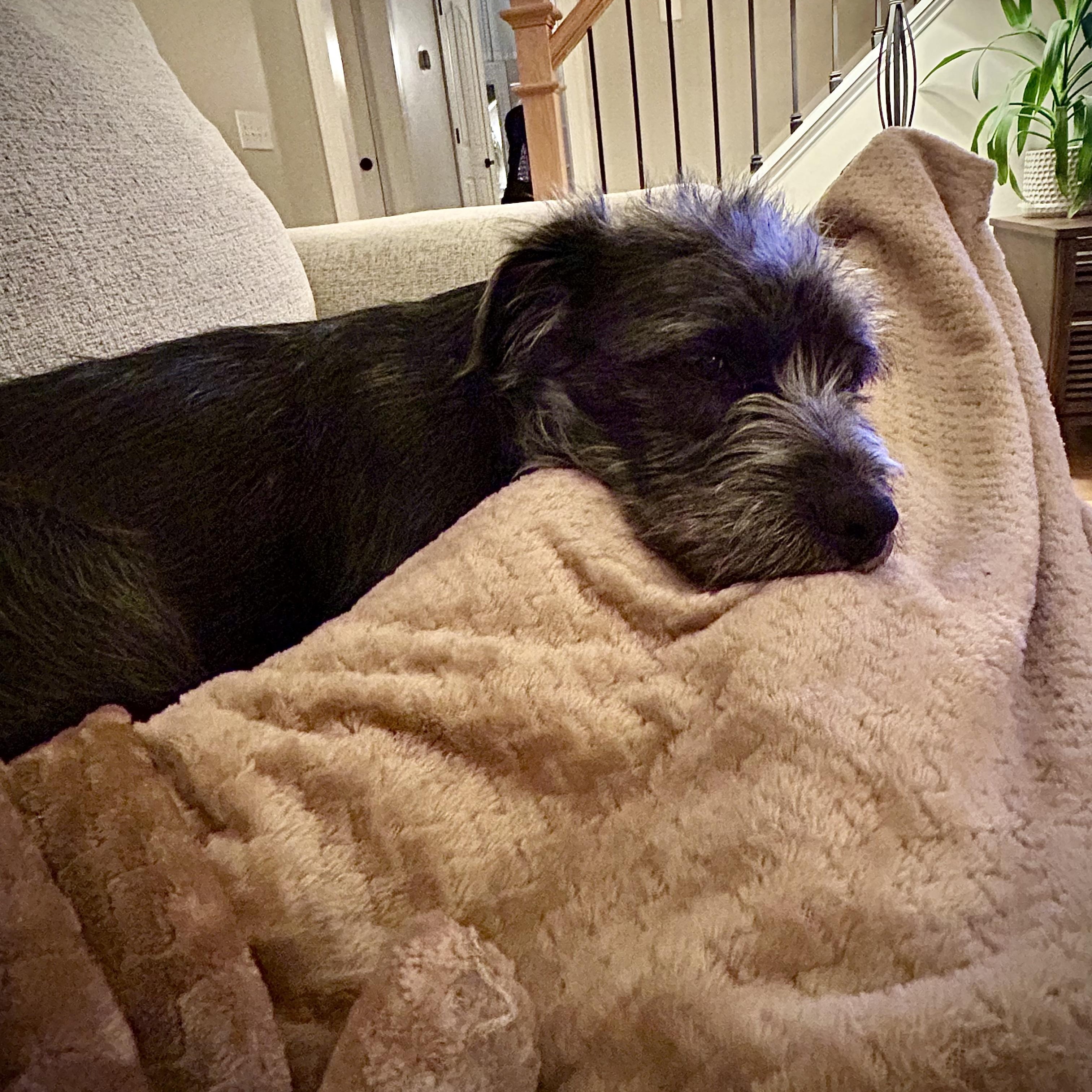 Molly, an adoptable mixed breed in Charlotte, NC image 3/3