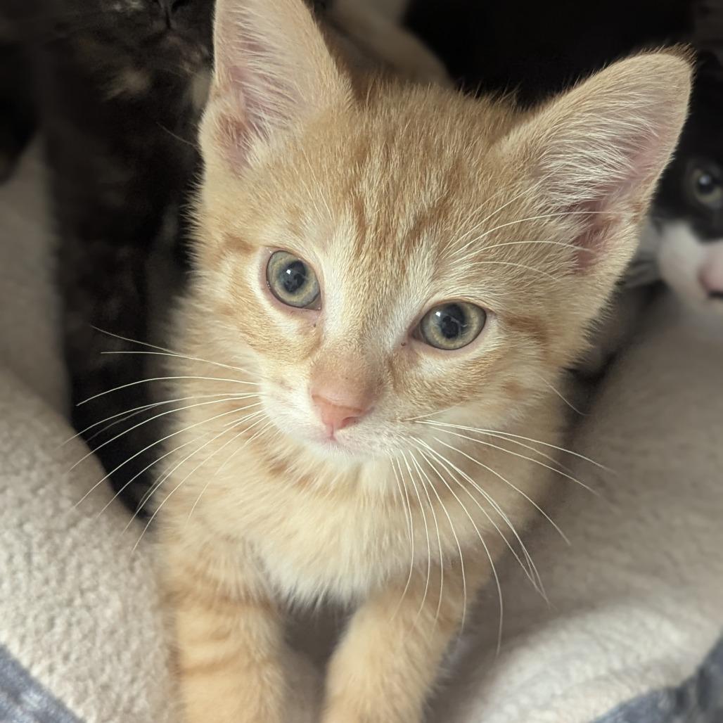Enlarge Milo, an adopted Domestic Short Hair in Fenton, MI image 1/1
