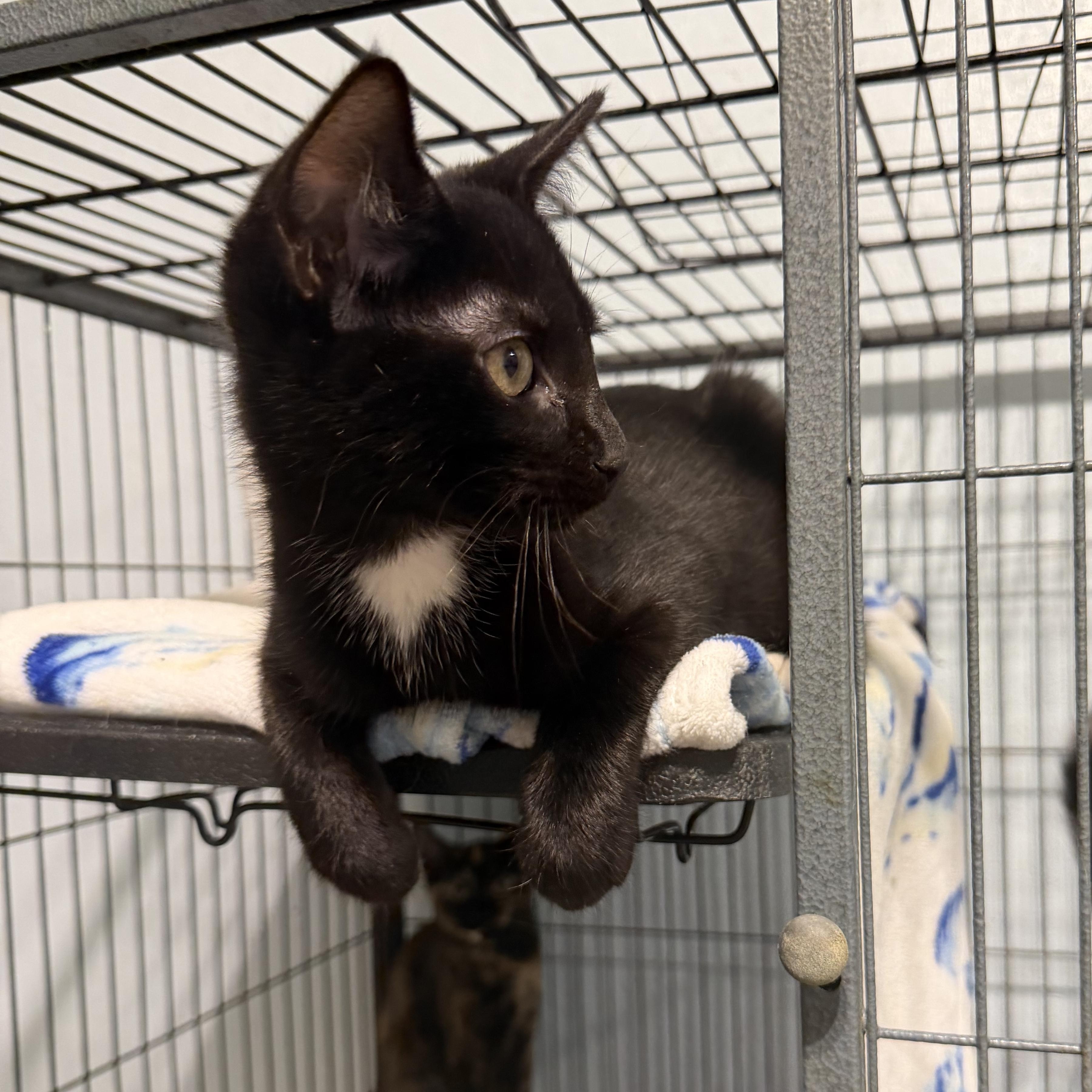 Tim McGraw (BC), an adopted Domestic Short Hair in Simpsonville, SC image 1/3