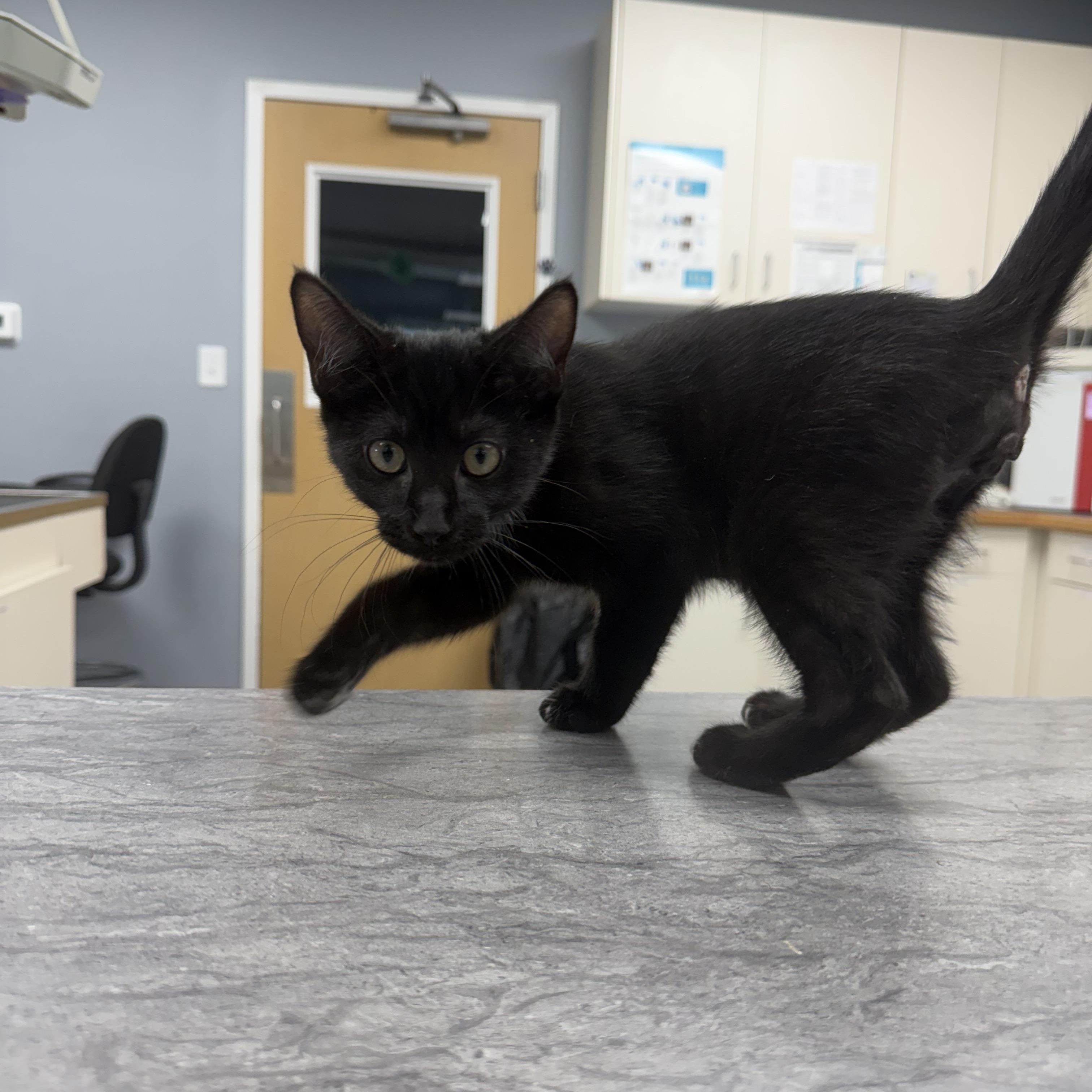 Tim McGraw (BC), an adopted Domestic Short Hair in Simpsonville, SC image 2/3
