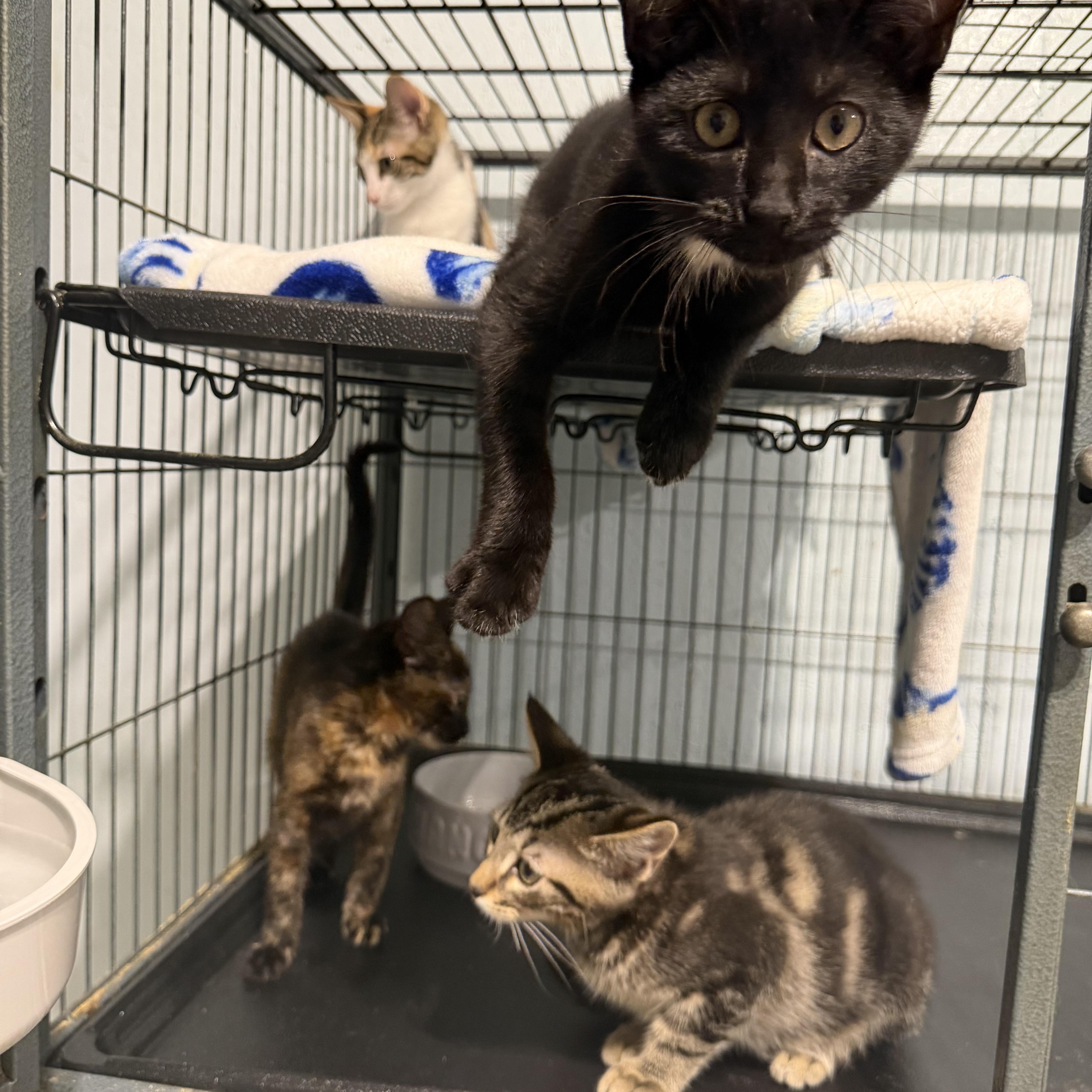 Tim McGraw (BC), an adopted Domestic Short Hair in Simpsonville, SC image 3/3